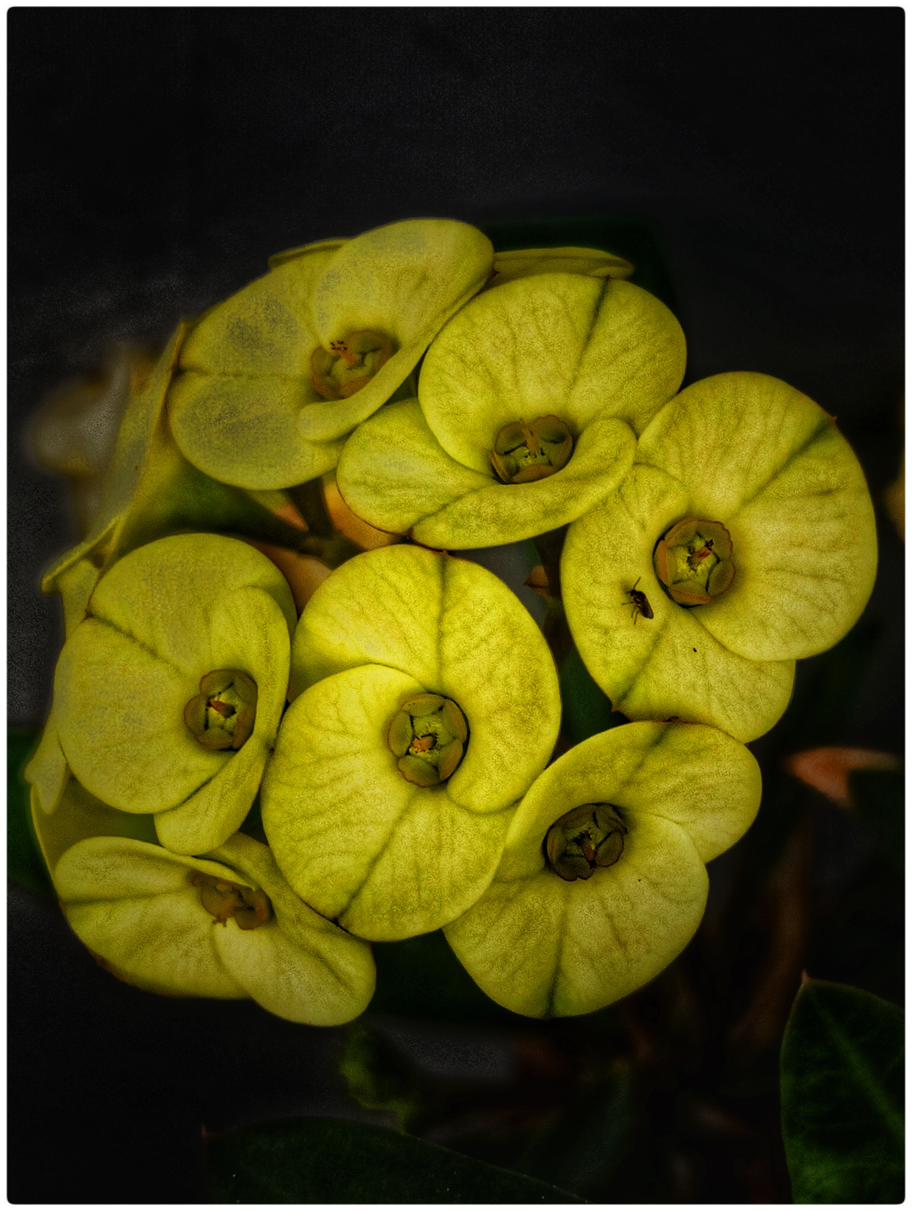 📷 Photofeed Contest - Macro Photography Round 159: Flowers