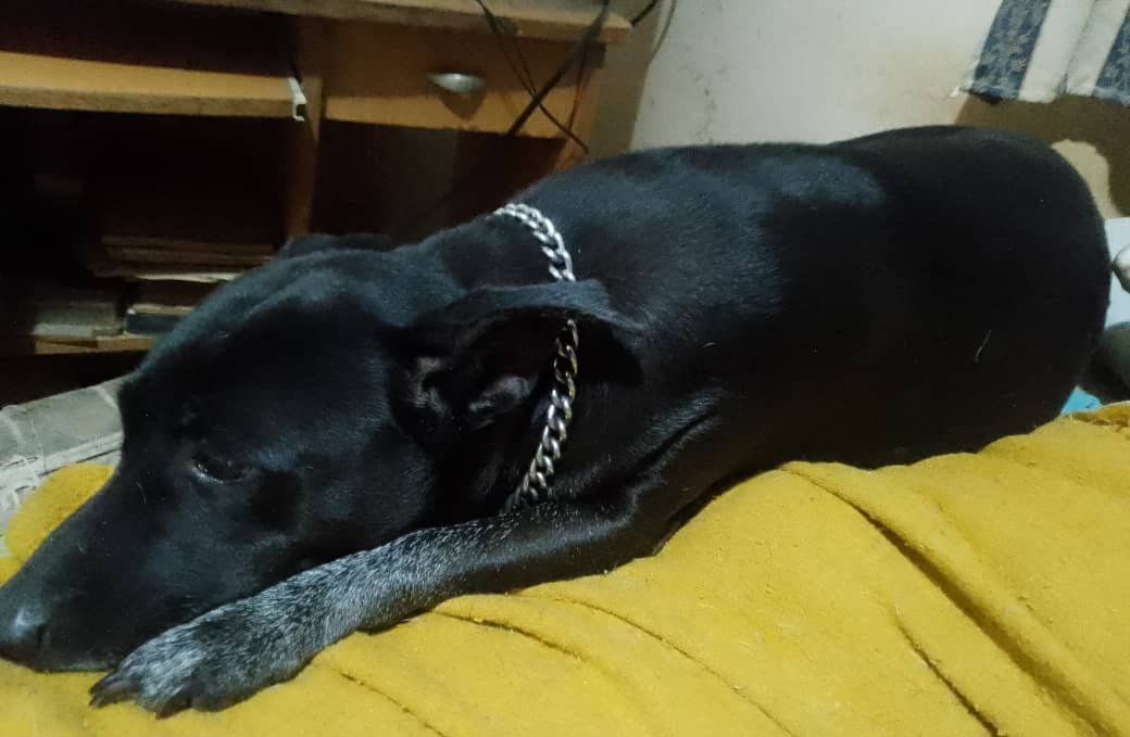 [Esp/ Engl] Mi mascota peculiar