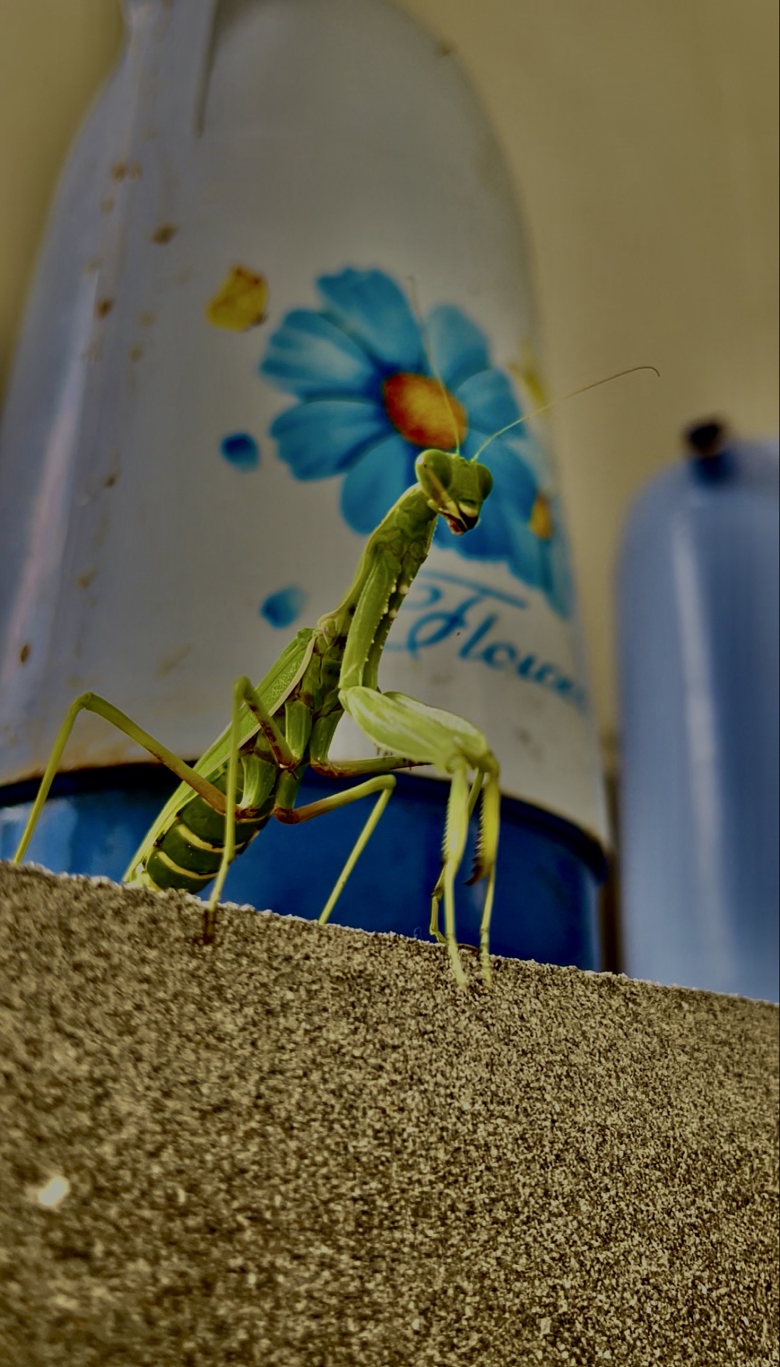 Randomly click SMALL ANIMAL 