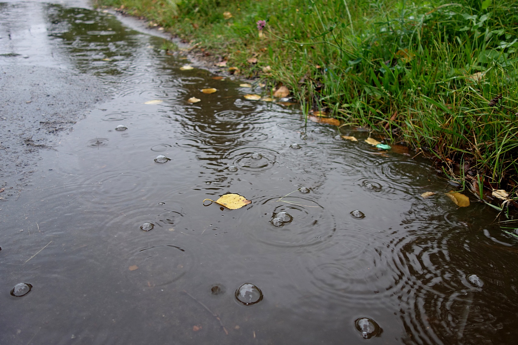 Qurator's Photo Quest | Rain. Сентябрьский дождь - September rain