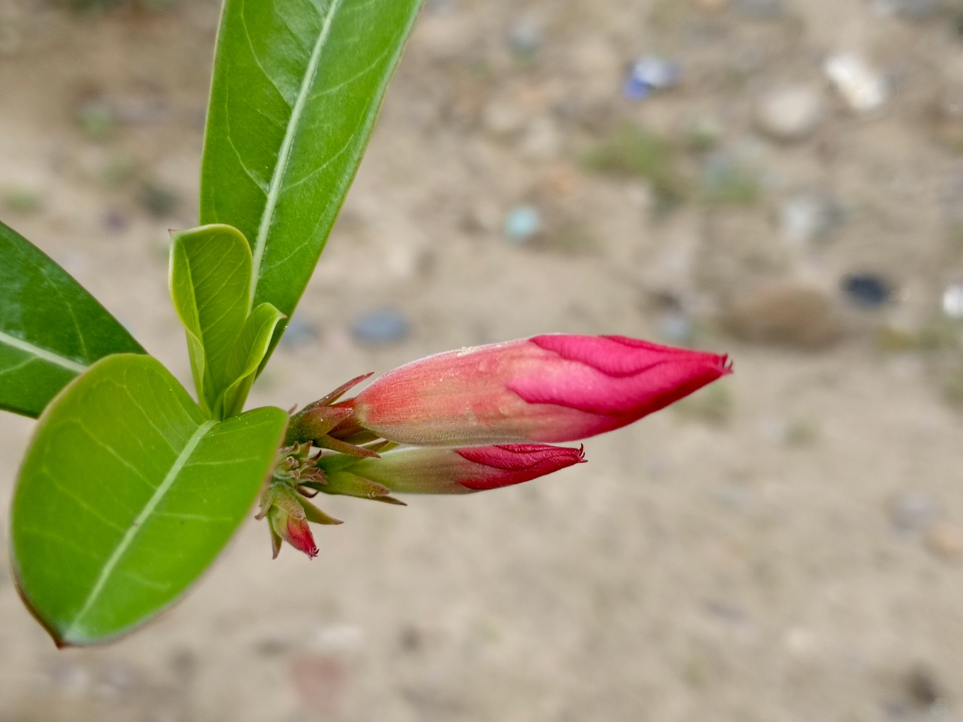 Newly blooming flowers