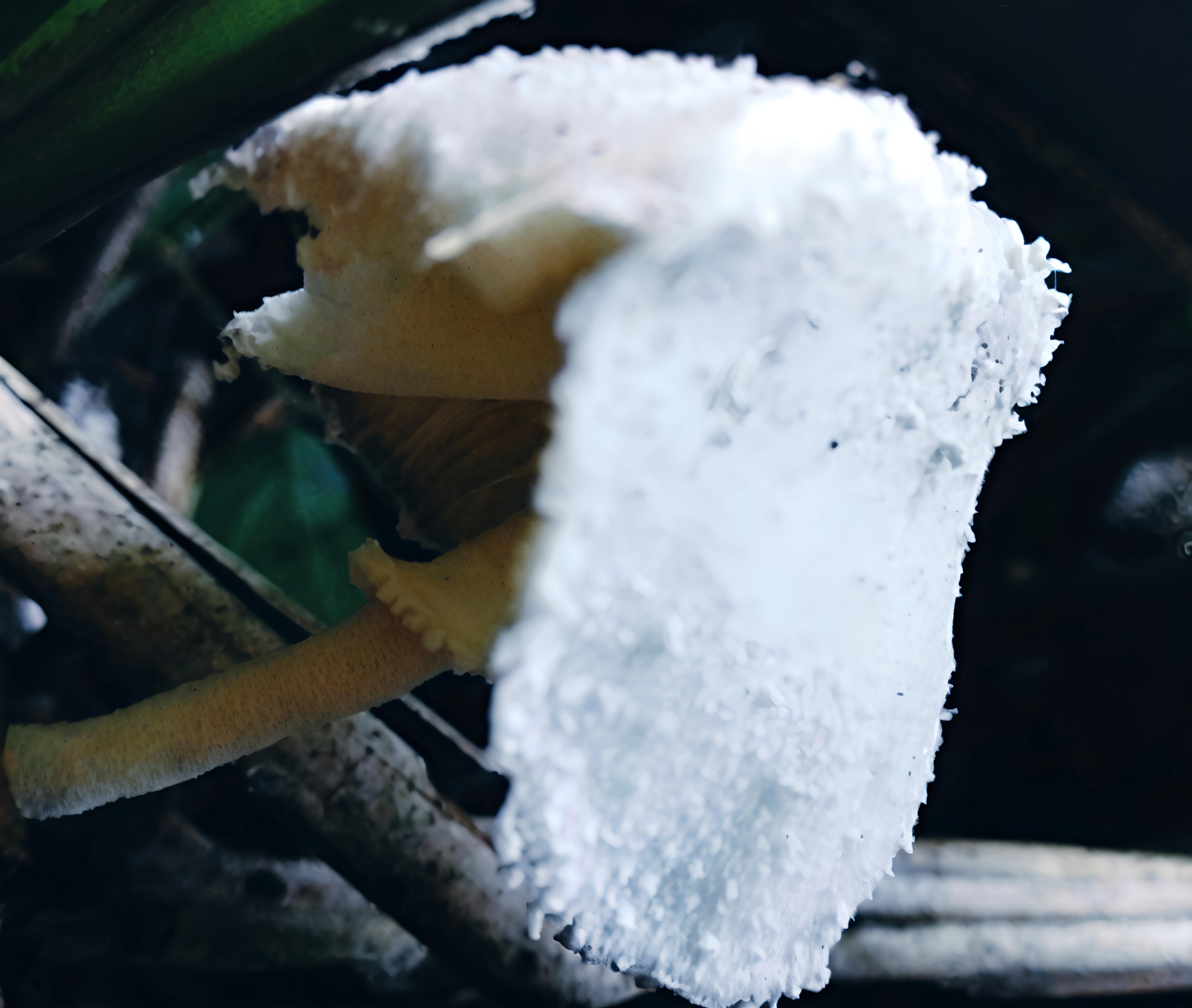 various beautiful mushrooms in the rumbia valley