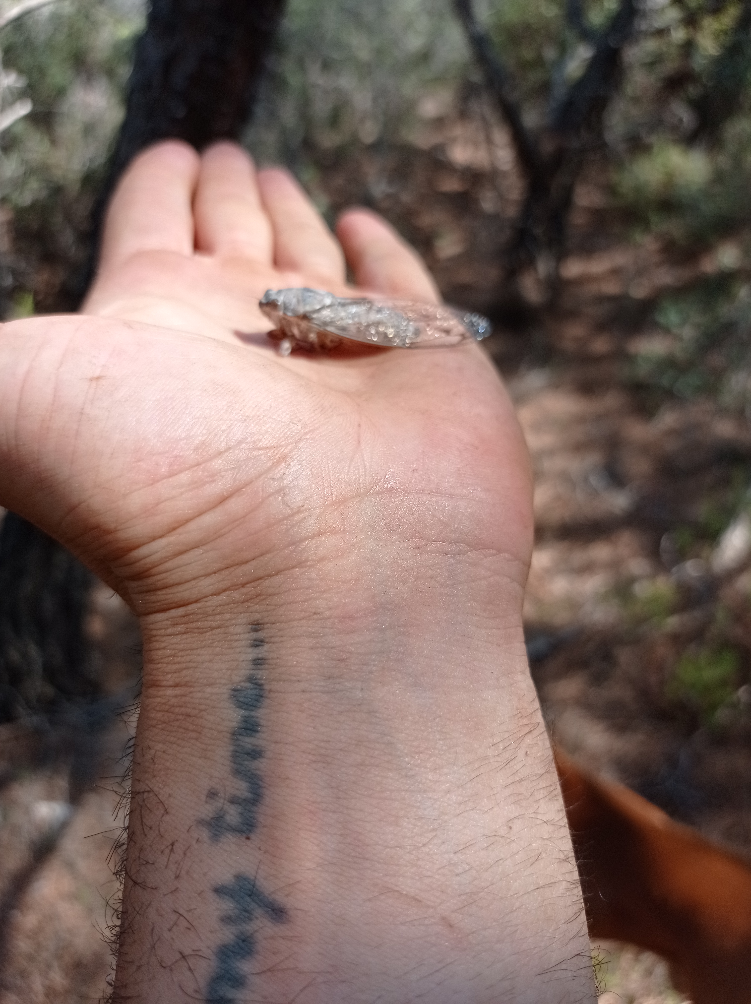 Adım adım çarşambaya yürüyoruz We are walking step by step to Wednesday
