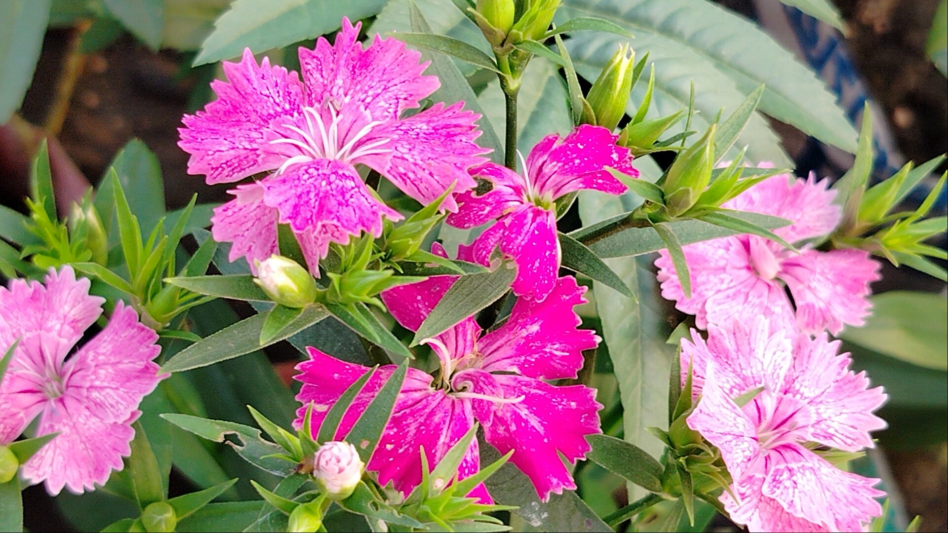 Enjoy the beauty of flowers.