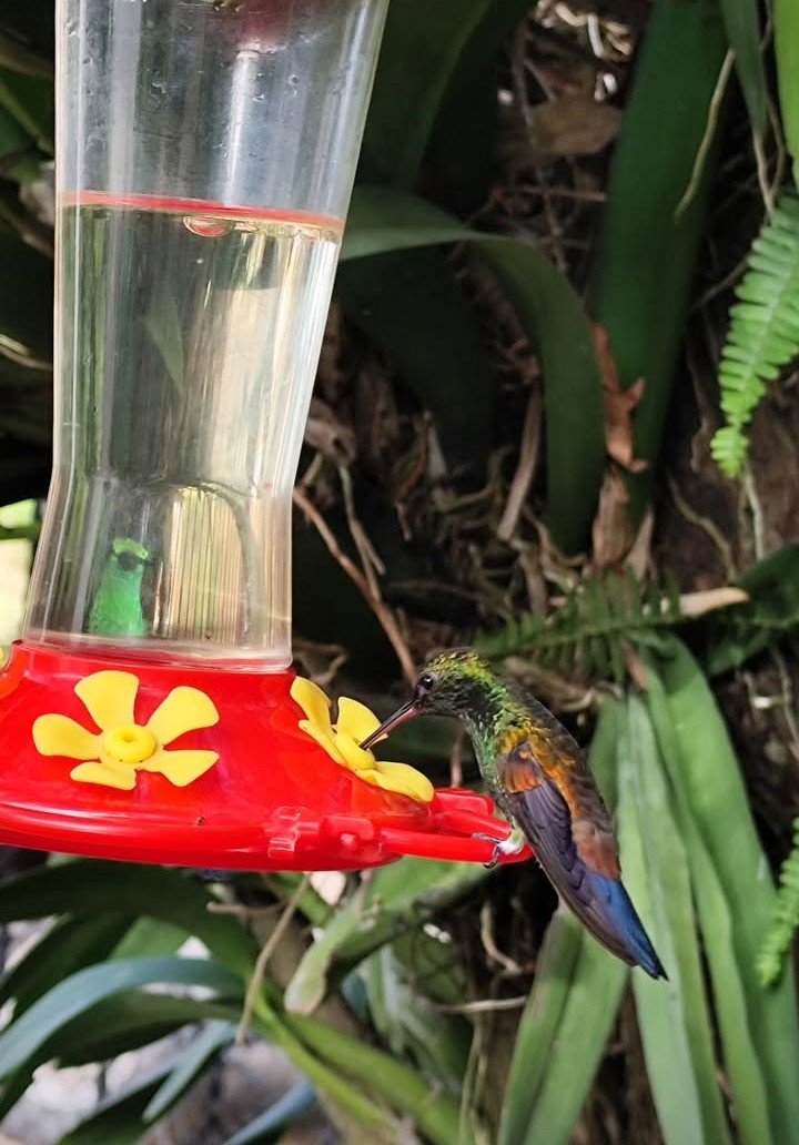 Feathered Friends - Show Me A Photo Contest Round -261 SMaP