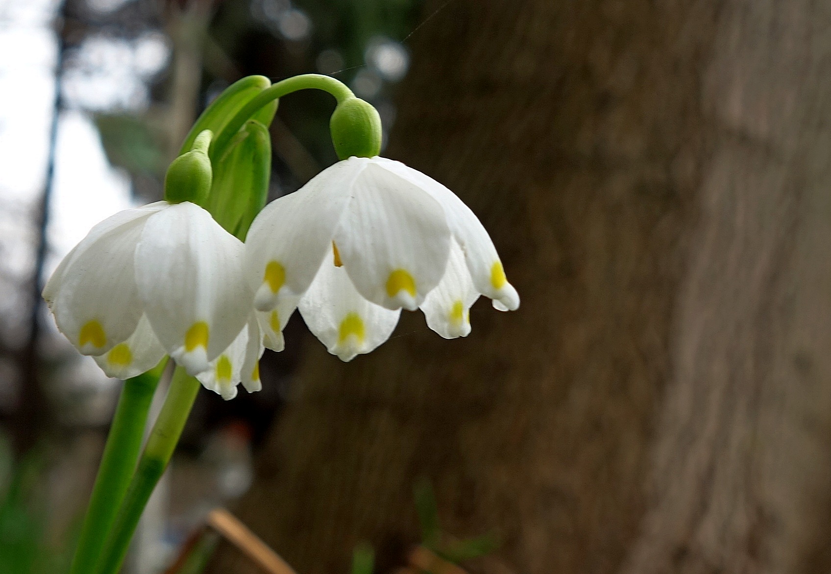 PhotoFeed Contest - Macro Photography Round 148. Первые цветы нашей странной весны - The first flowers of our strange spring