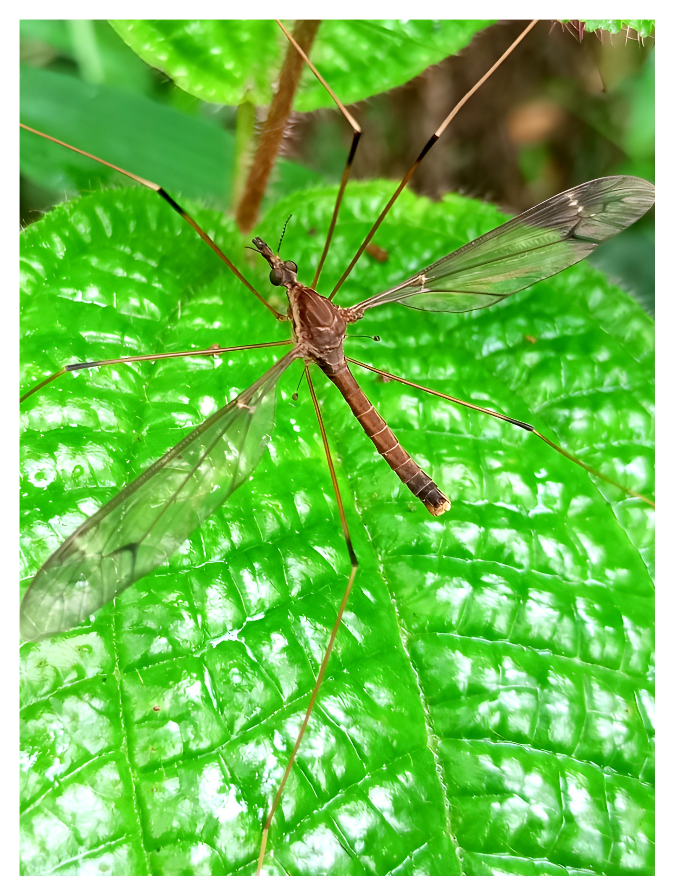 PhotoFeed Contest - Wildlife Photography Round 158