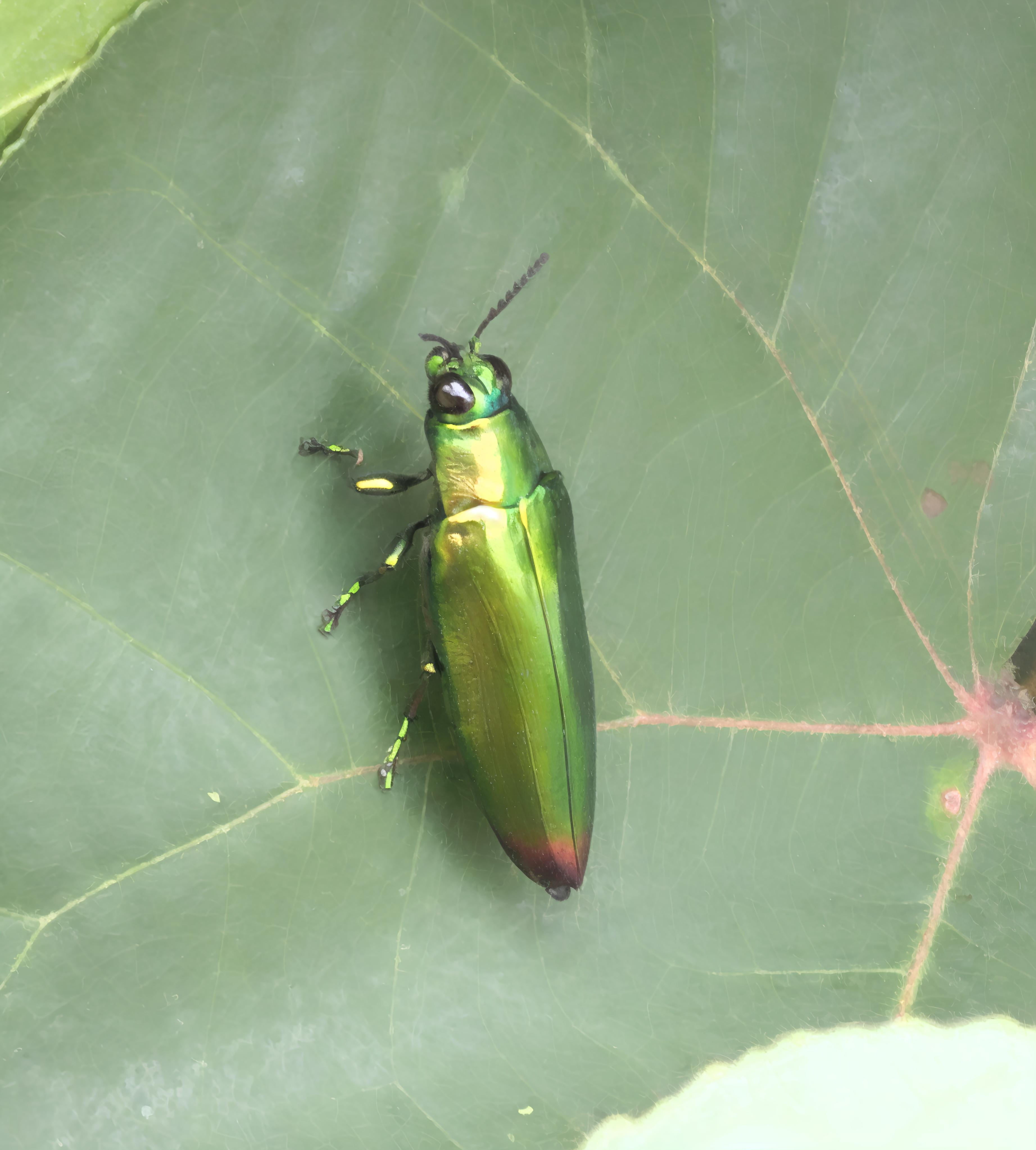 beetle captures image before flying