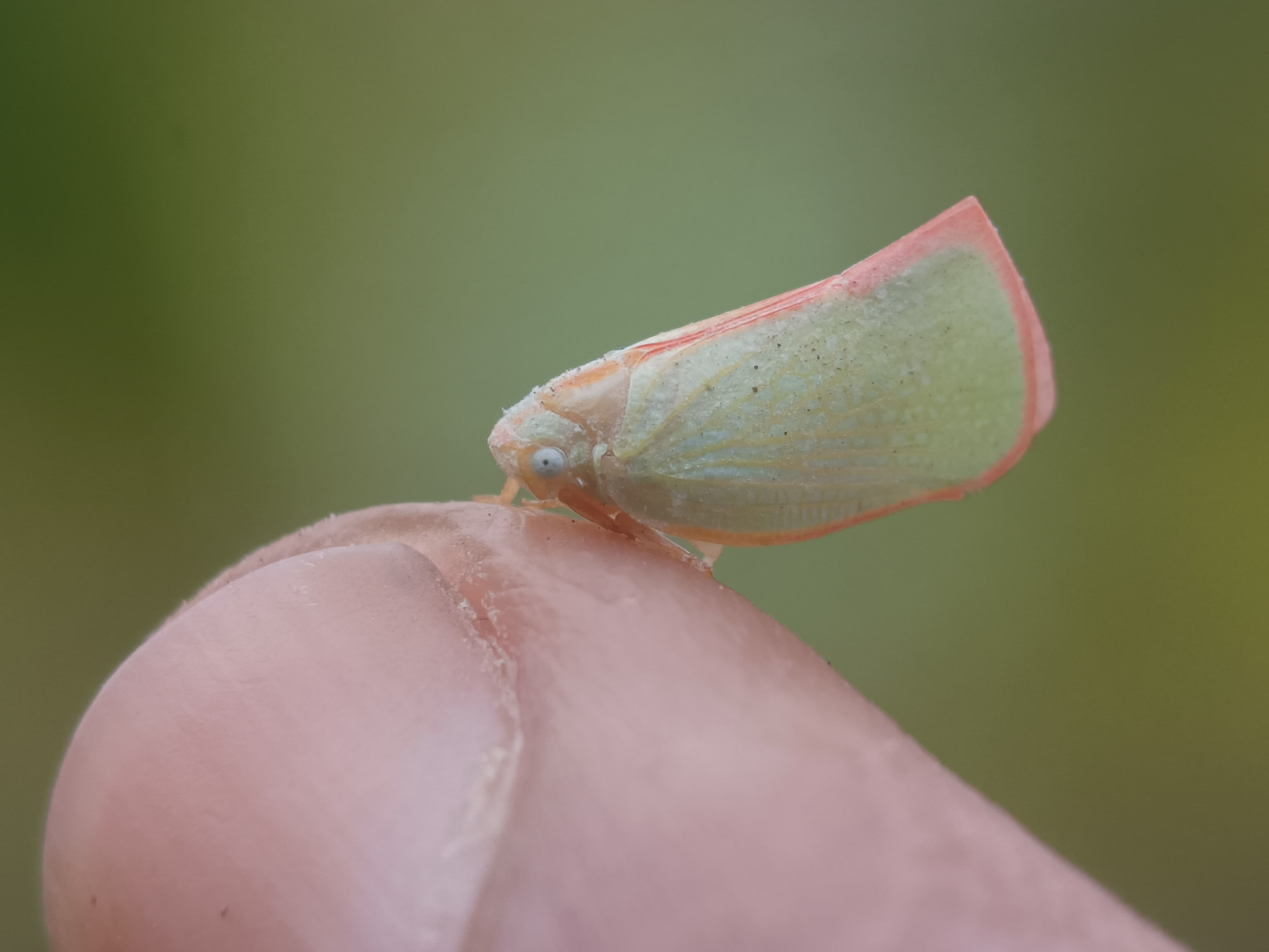 The Best of Discovery-it #2054