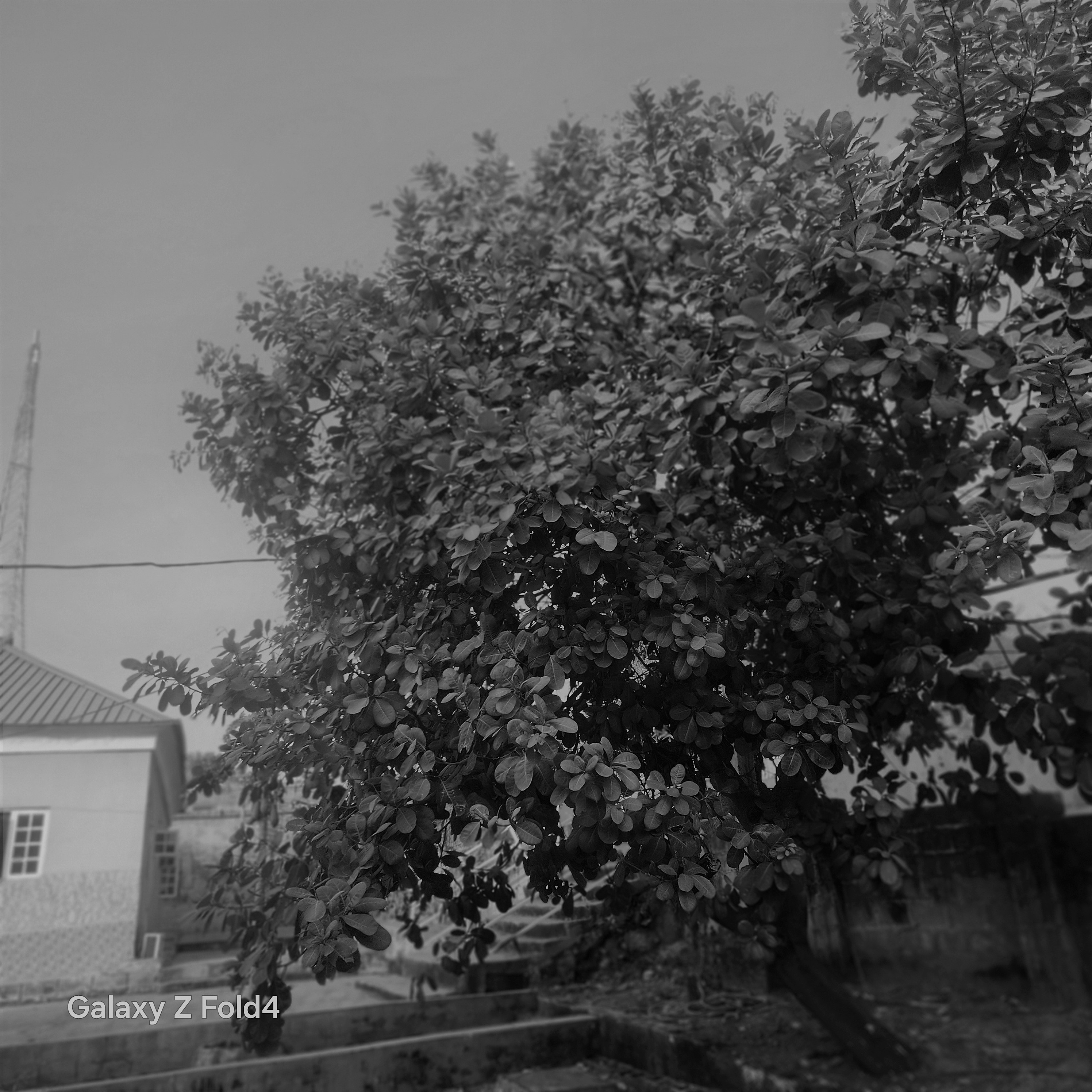 From Lockdown to Success