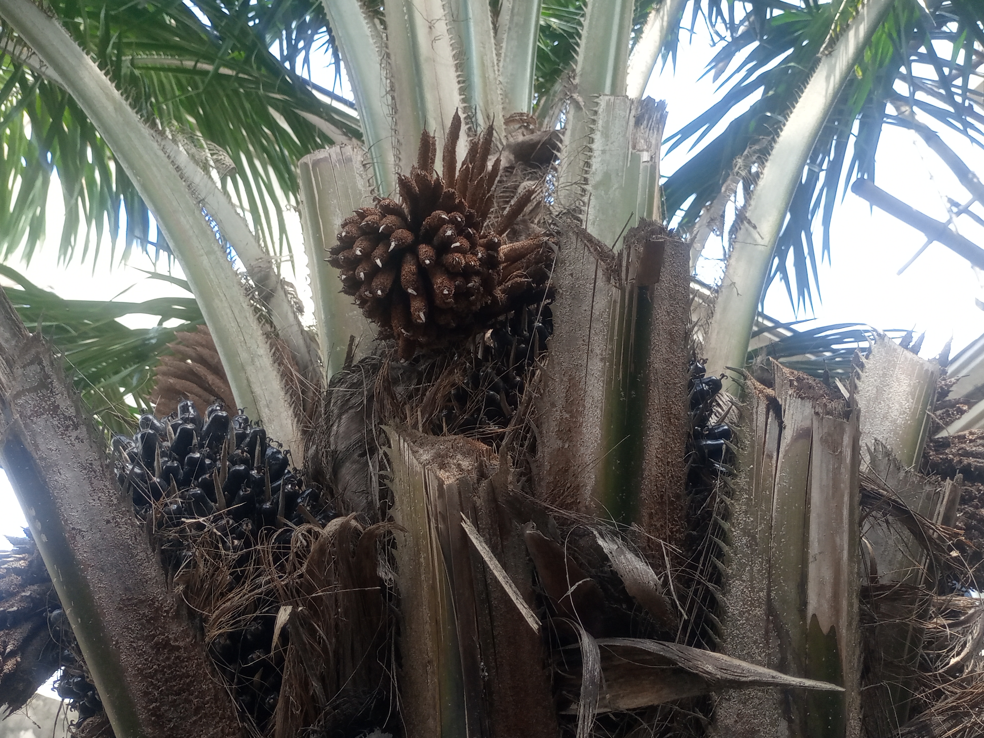Palm Tree, Cutting Stems, Amoeba (ENG-ESP) Palmera, tallos cortados, ameba  