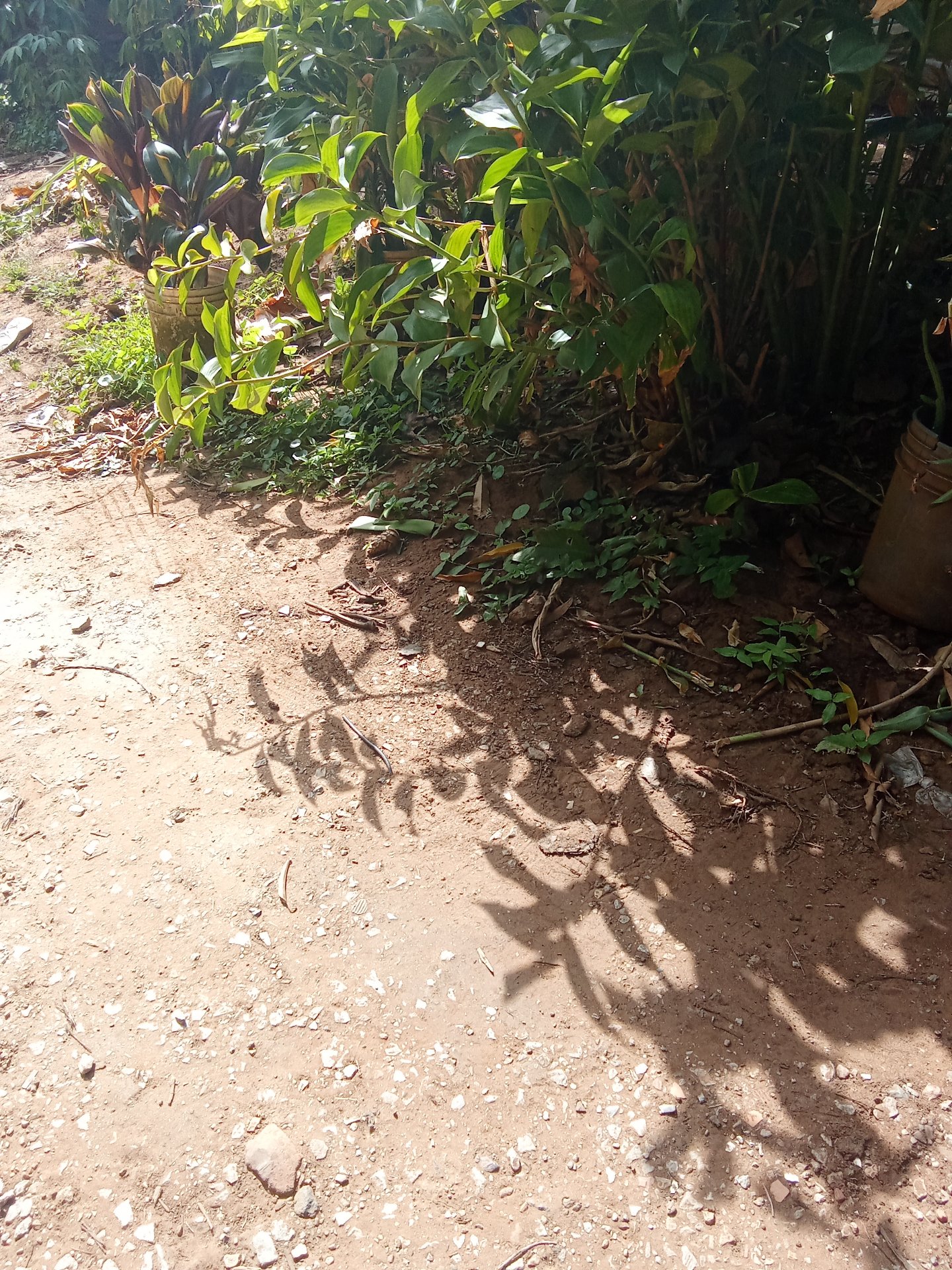 Shadow Hunters Contest Round -415 SMASh