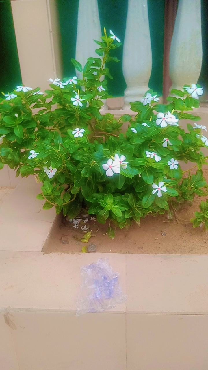 Colours of life #5>> Green serenity.