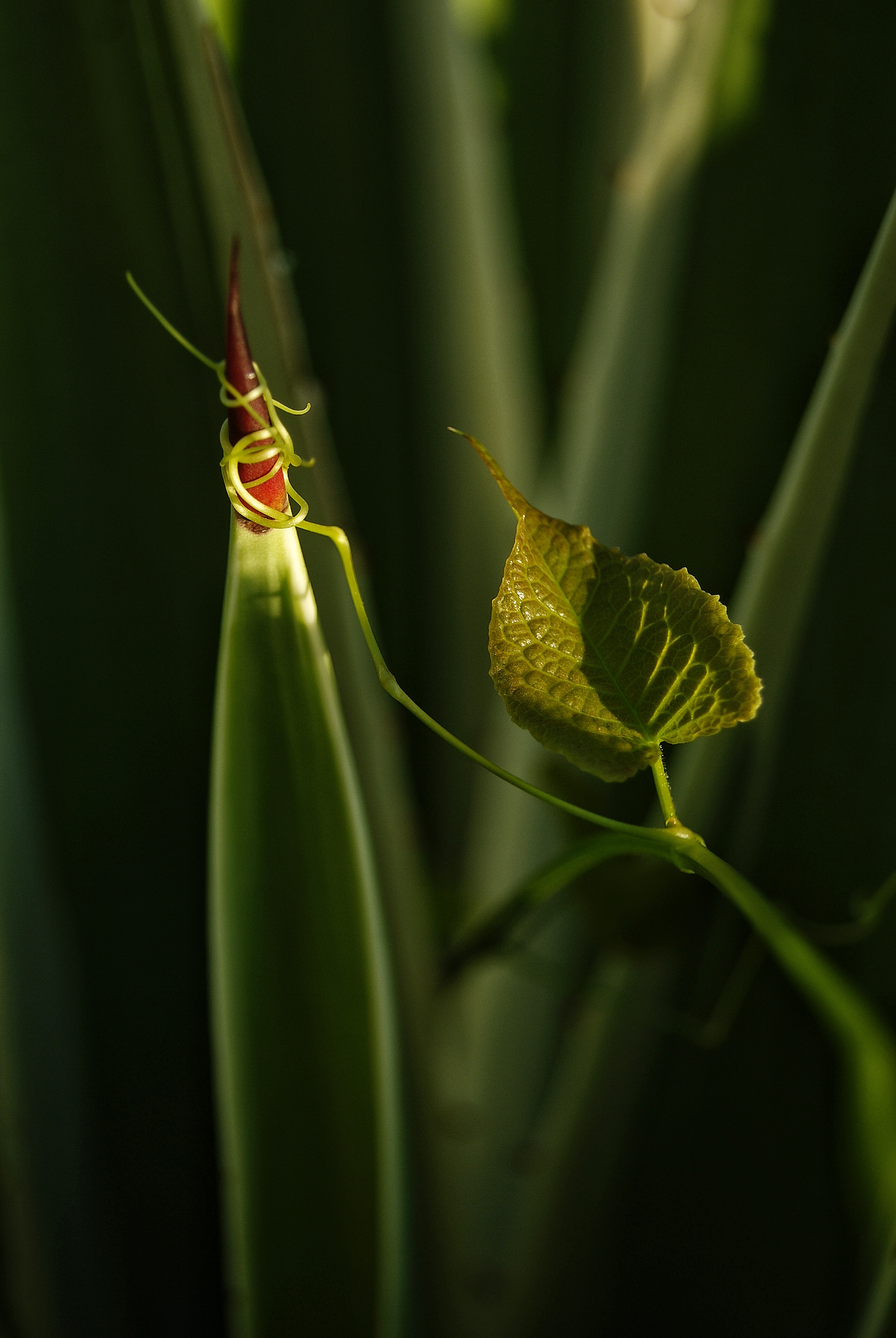 MONOMAD: Volviendo al Presente/ ‎MONOMAD: Returning to the Present