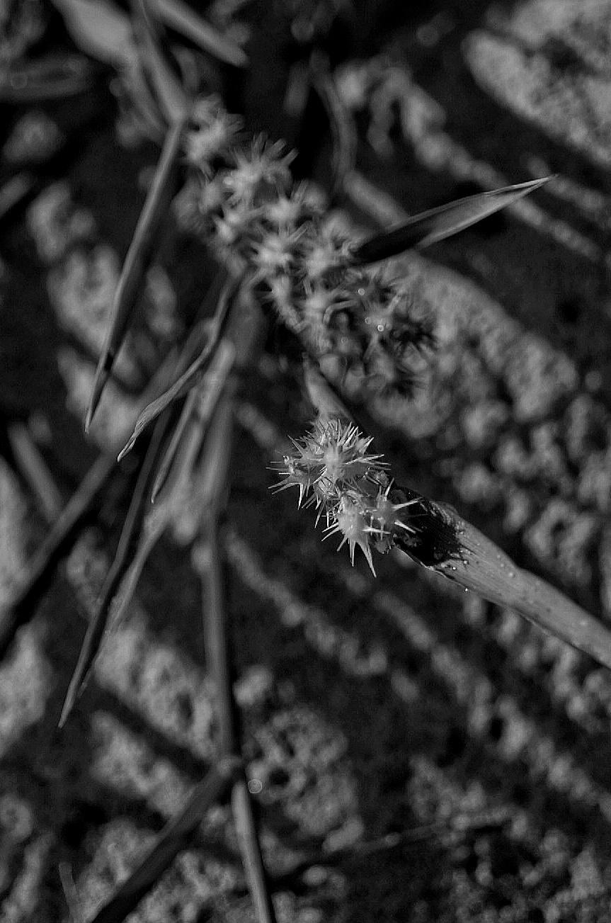 MONOMAD: ‎Pequeñas nimiedades/Small trifles/  ‎