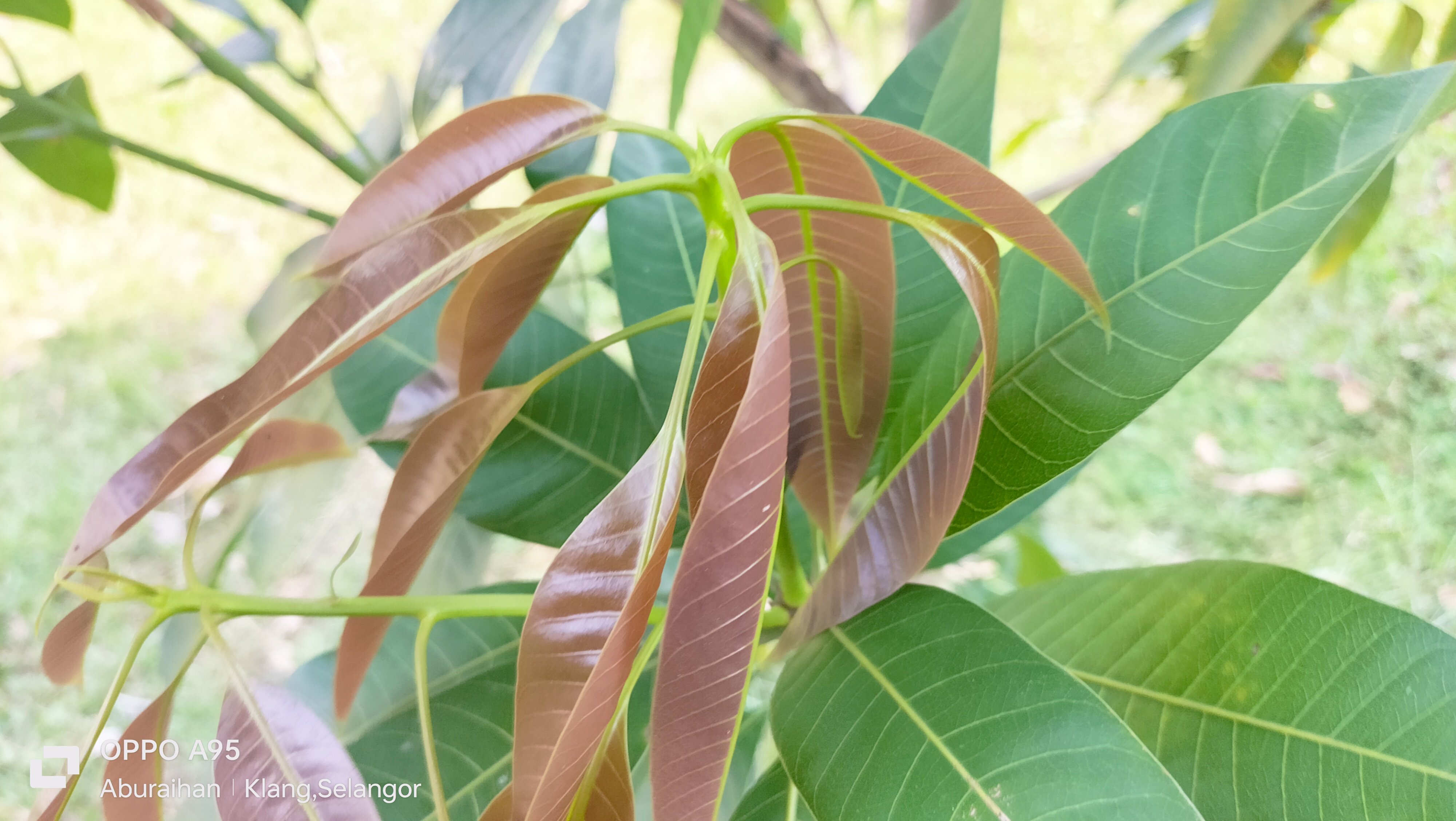 photography-of-new-leaf-growth-on-mango-tree-blurt