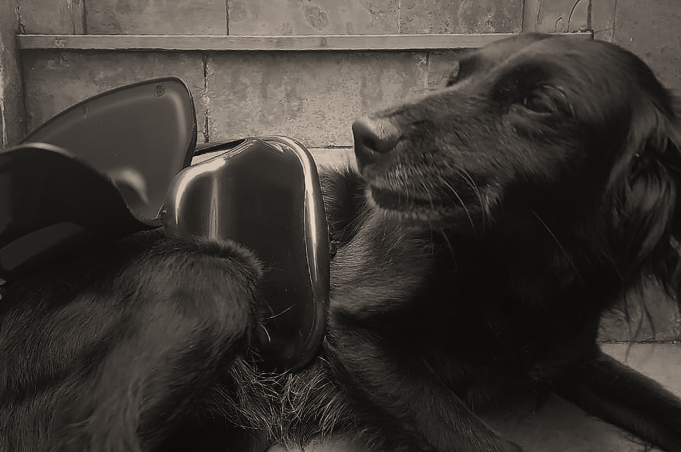 It’s the trash bin’s fault [EN/PT]