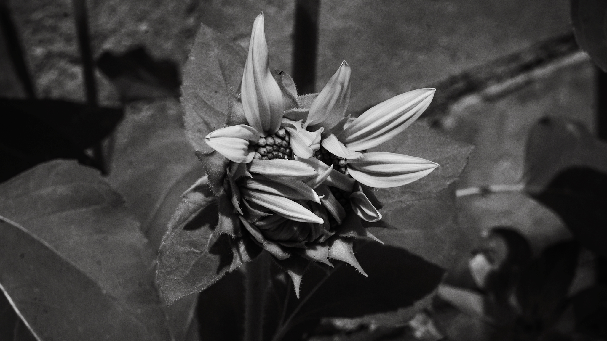 Monomad: The imperfect beauty of a sunflower [Eng/Esp]