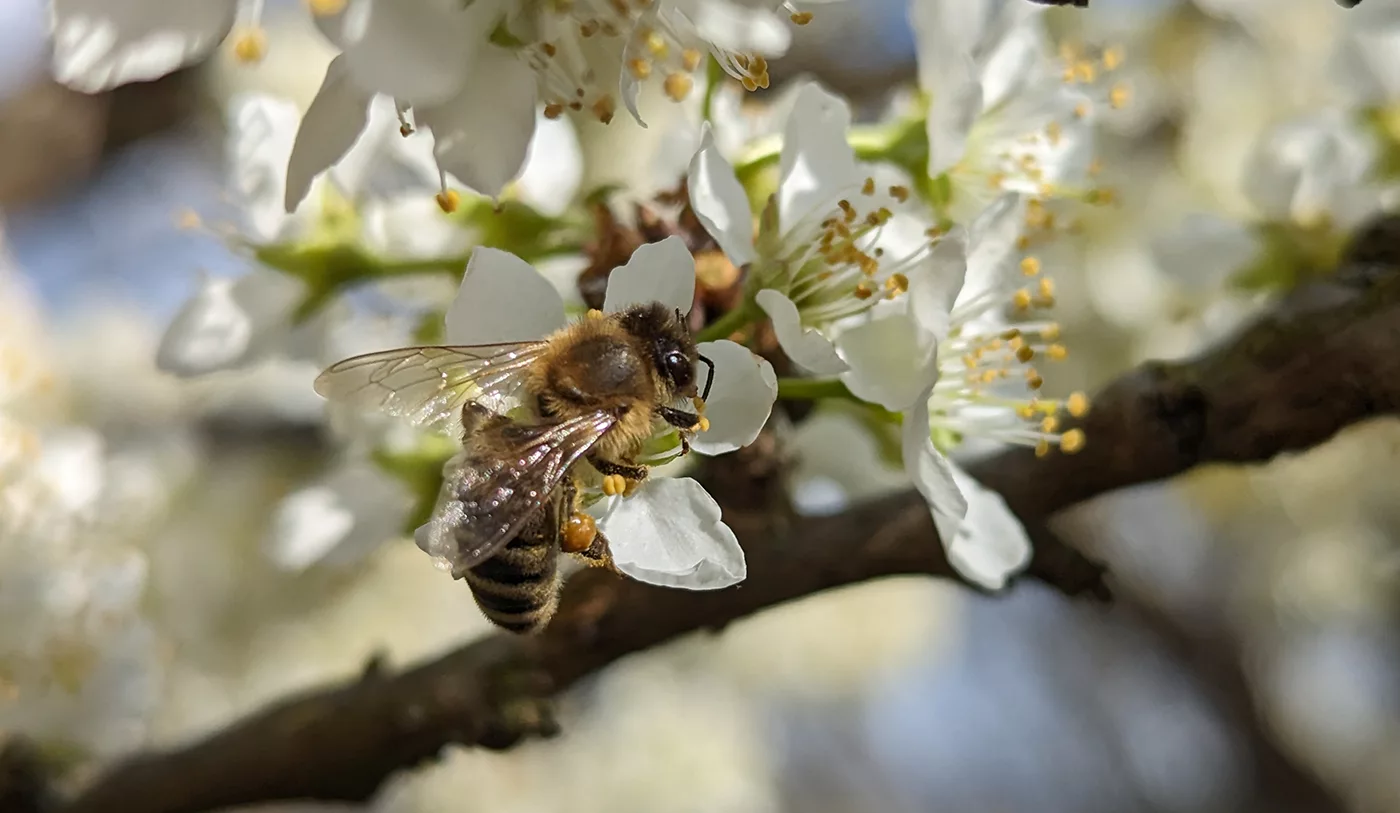 Picture of post : Photo Essay - Bees And Blossoms