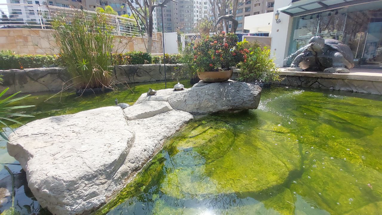 Beautiful turtle at the Isla in Puerto Vallarta / Hermosas tortugas en la Isla de Puerto Vallarta