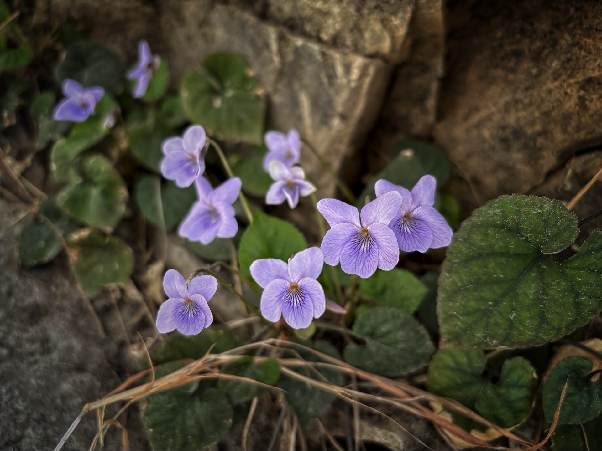 Two tiny creations of nature I noticed today.🌸🐦💕🩵