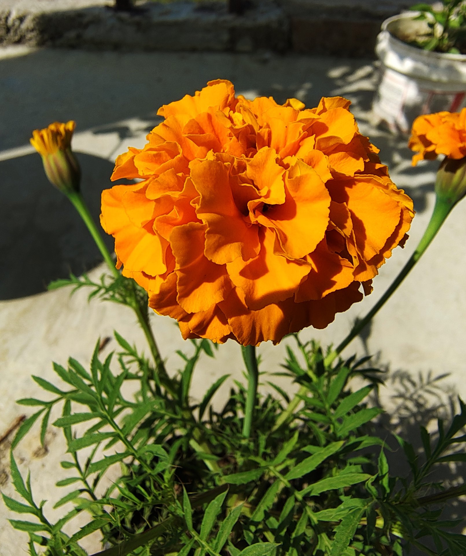 Marigolds: A Winter Story That Bloomed Late but Beautiful