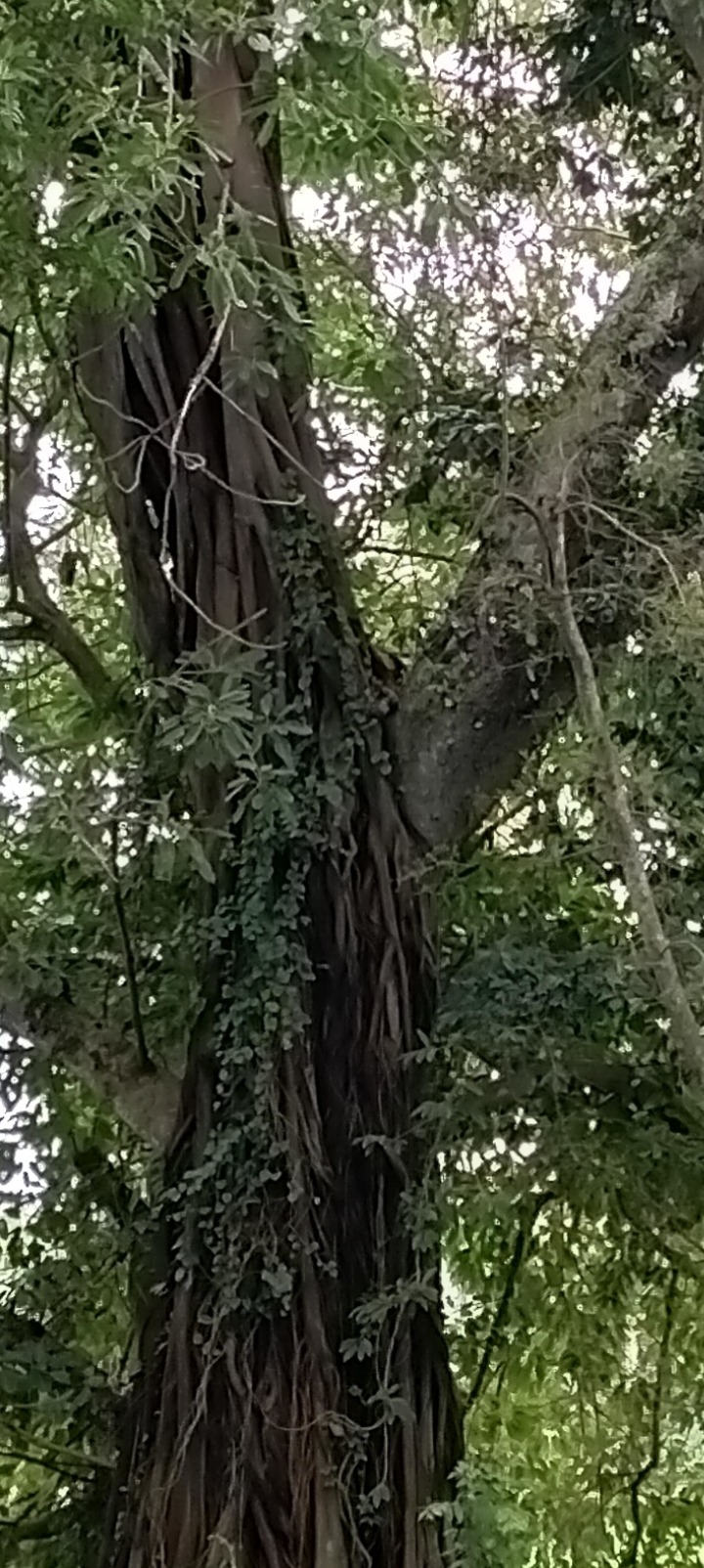 civilized ghost tree