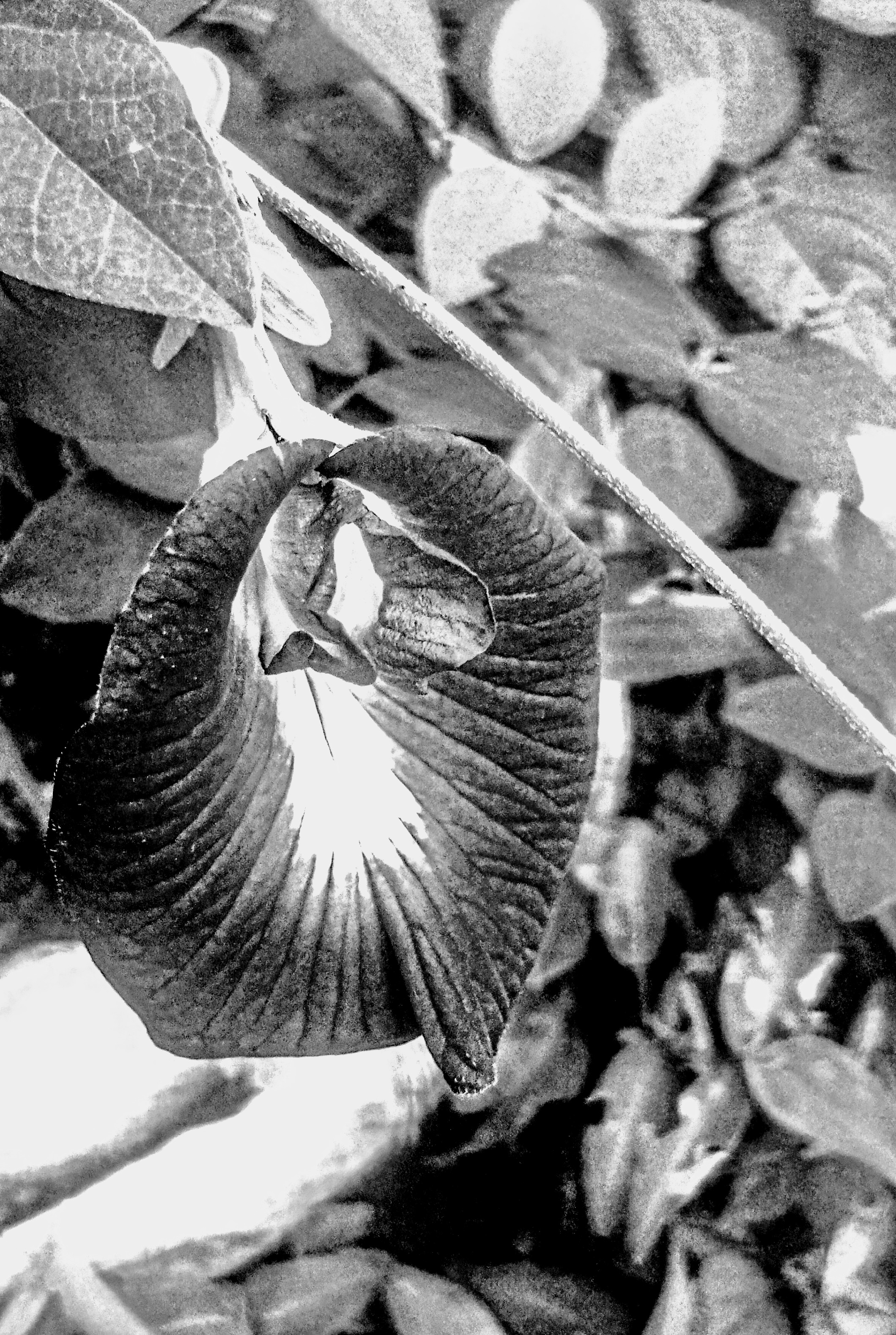 Monomad challenge: My love for flowers.