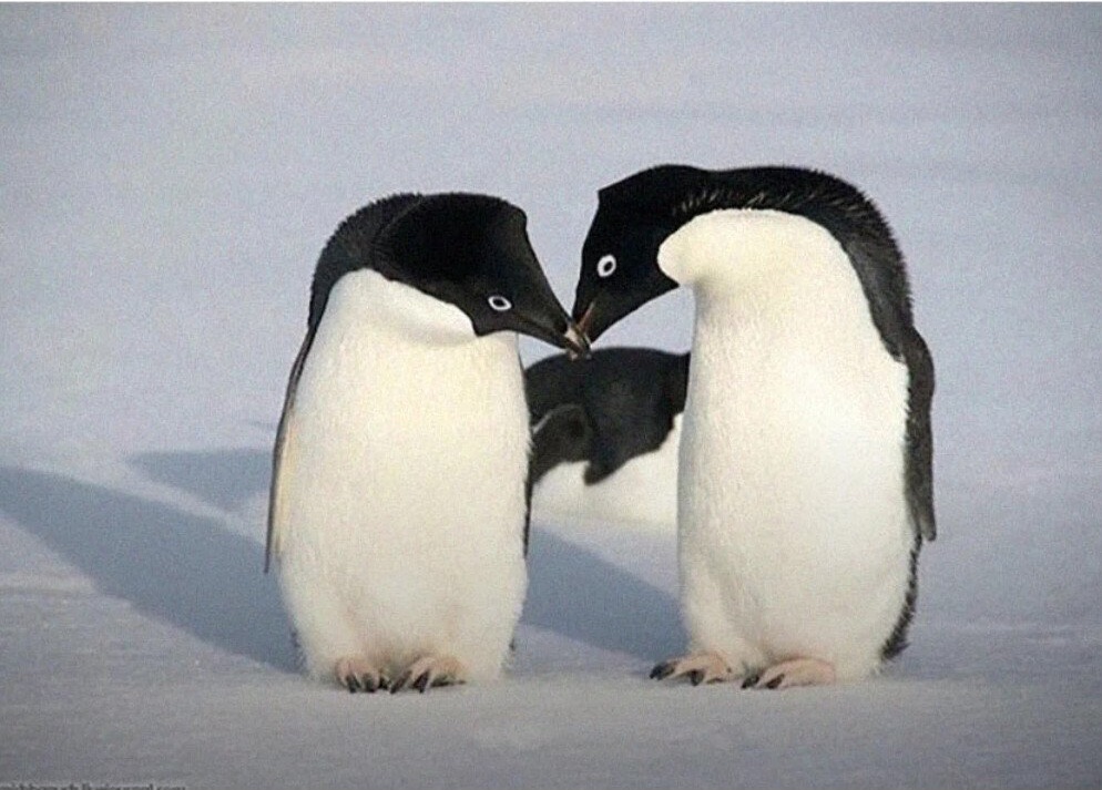 Світ пінгвінів Аделі