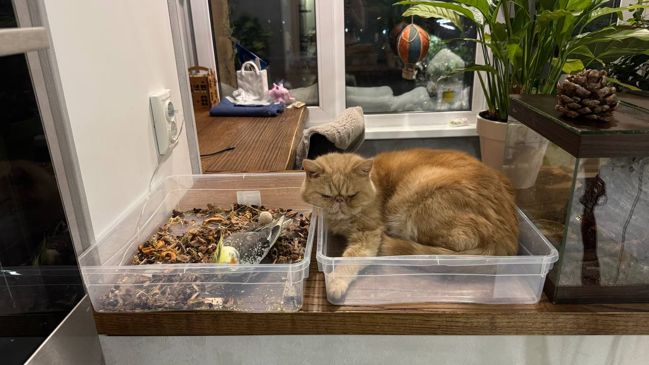 I'm getting on your nerves - how many balls do you have?