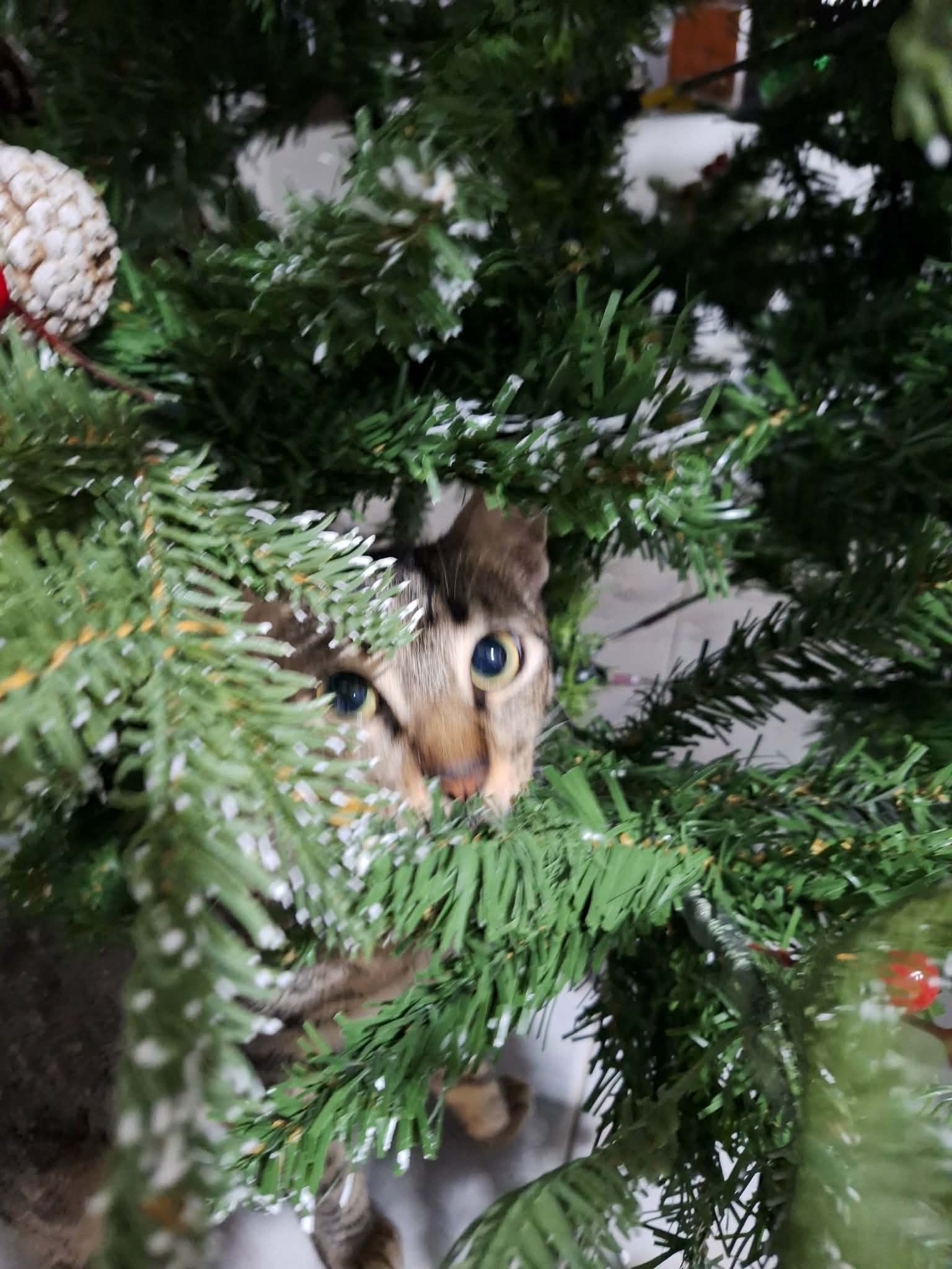 Carlito's 2025 Highlights