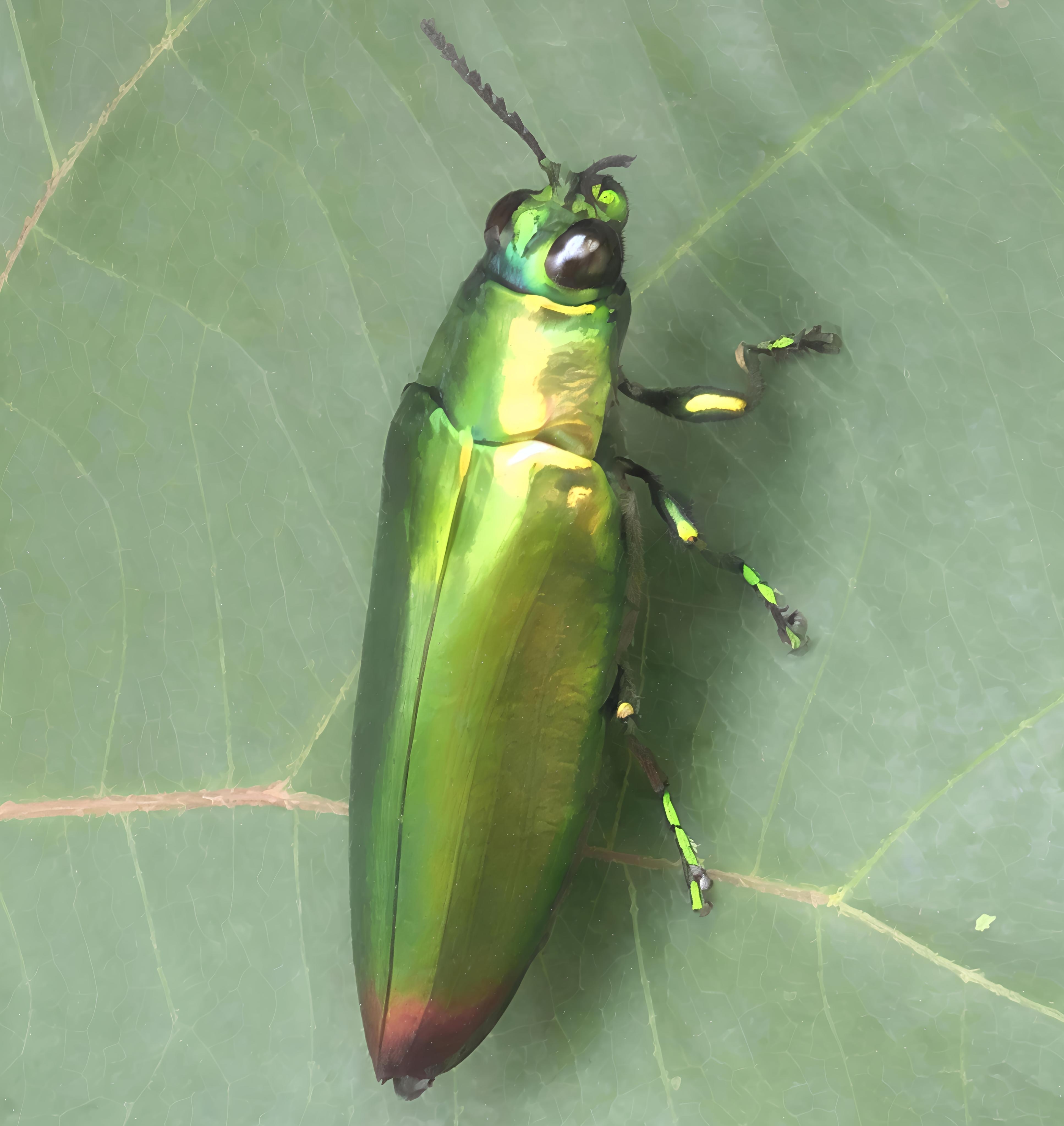 beetle captures image before flying