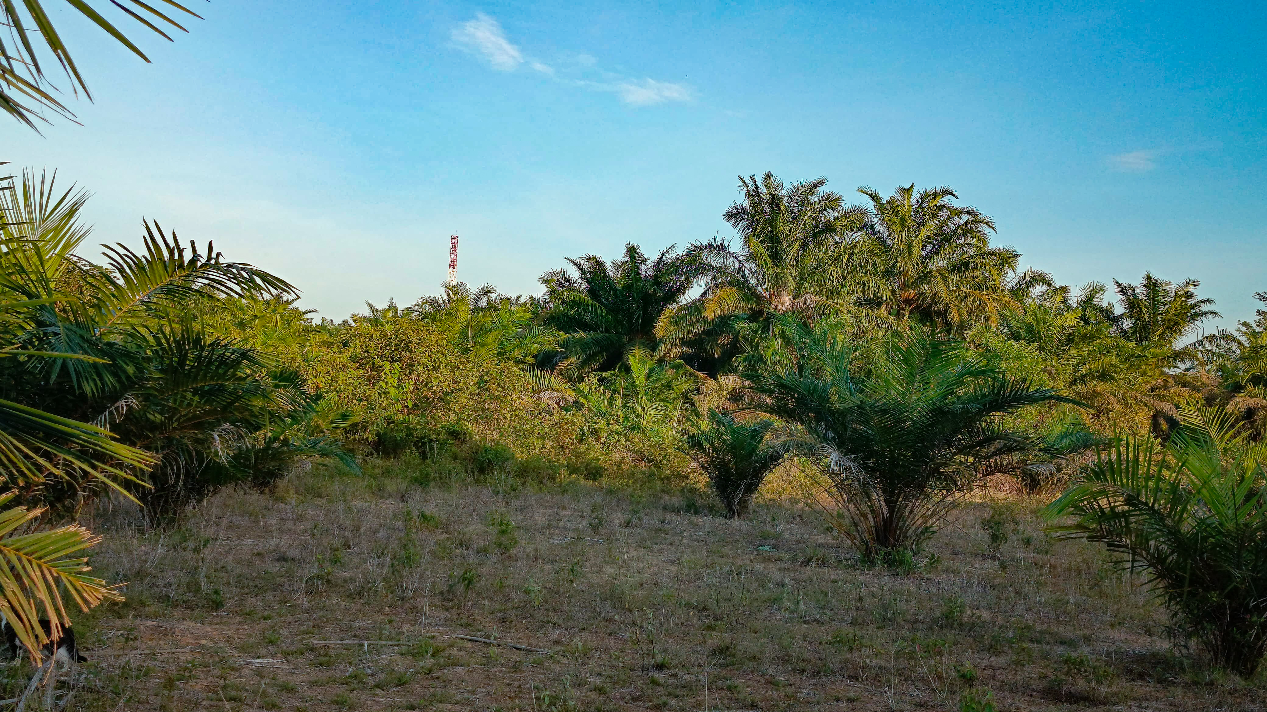 EXPLORING THE OIL PALM PLANTATION IN THE AFTERNOON  // Discovery of turtle dove chicks and bee photography 