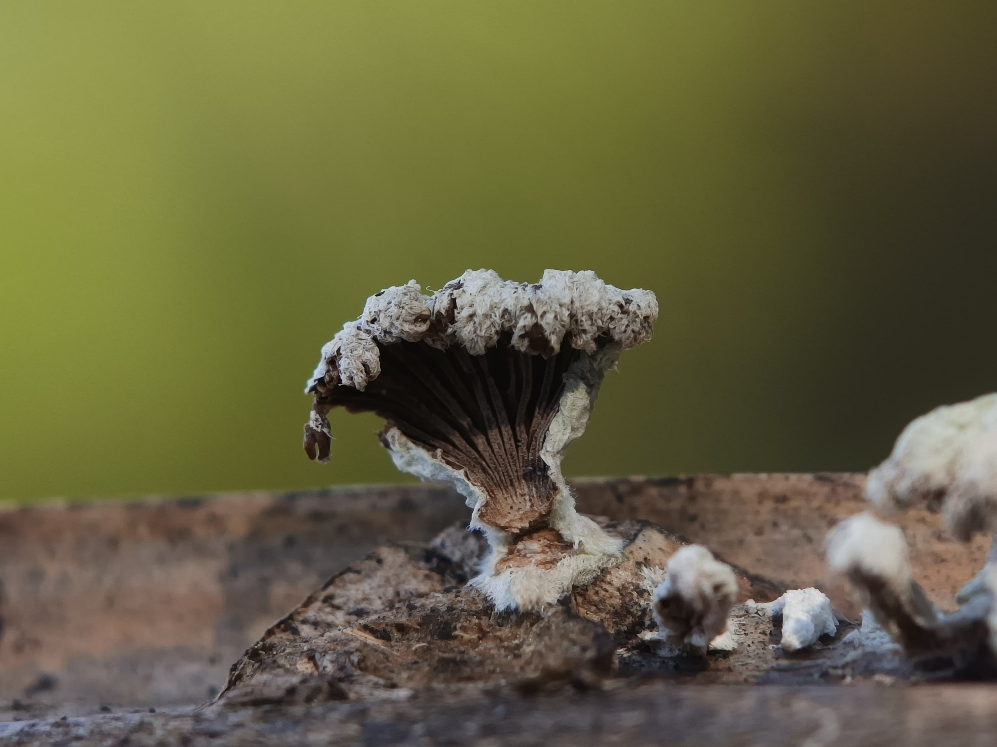 Schizophyllum commune