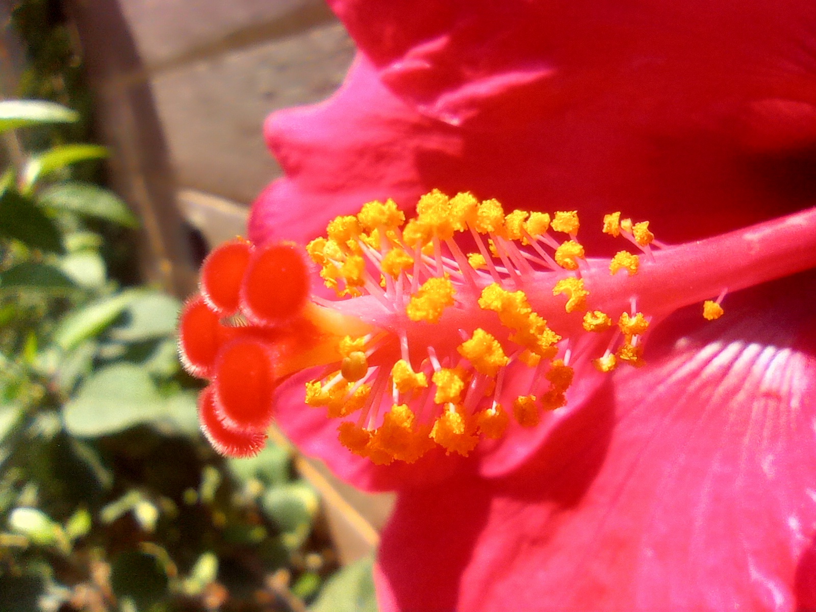 PhotoFeed Contest - a closer look at మందారం 🌺 hibiscus stamen