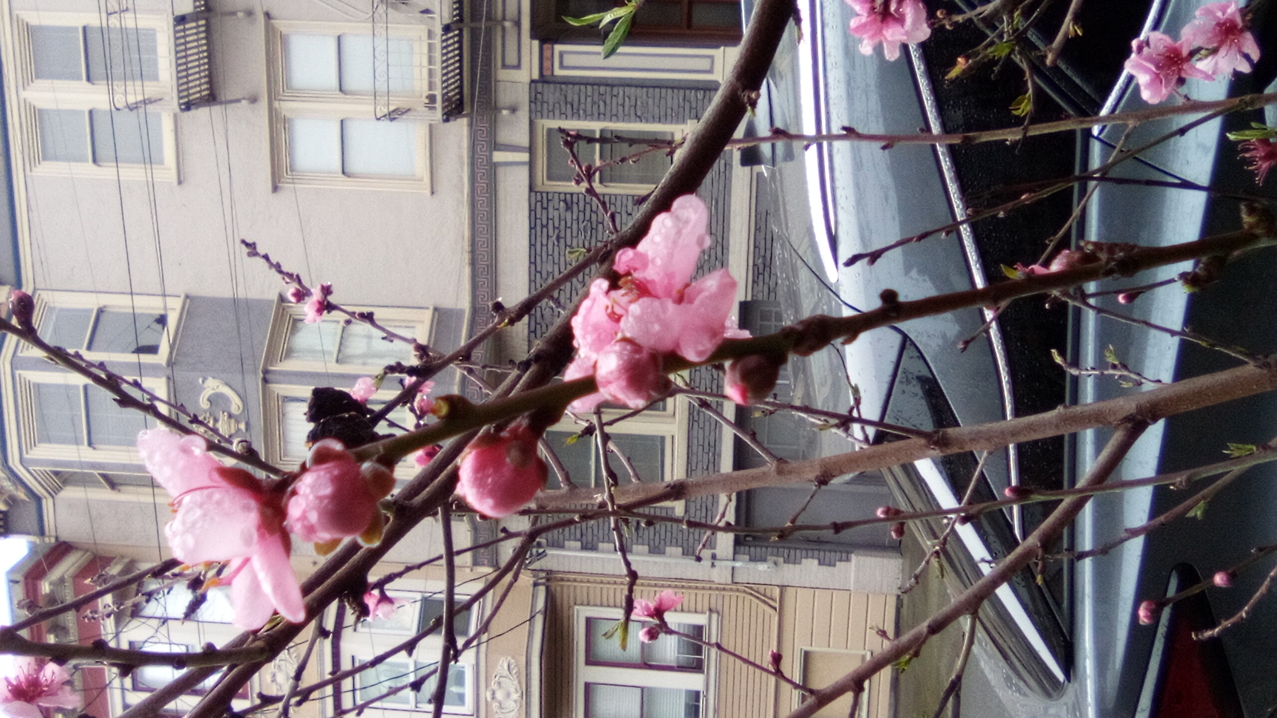 A Day of Teardrops and Gems (Bortkiewicz, Schumann, Bruckner, Schubert)