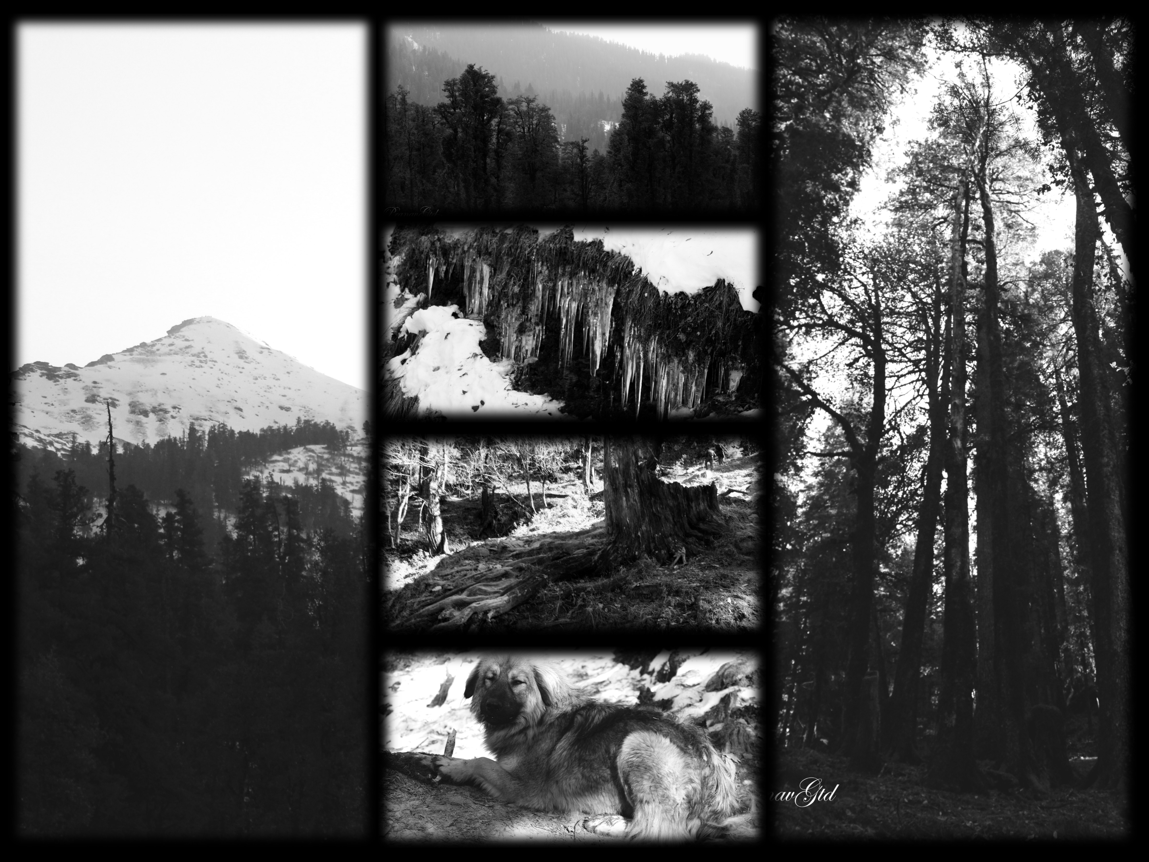 MONOMAD FRIDAY "TREES"