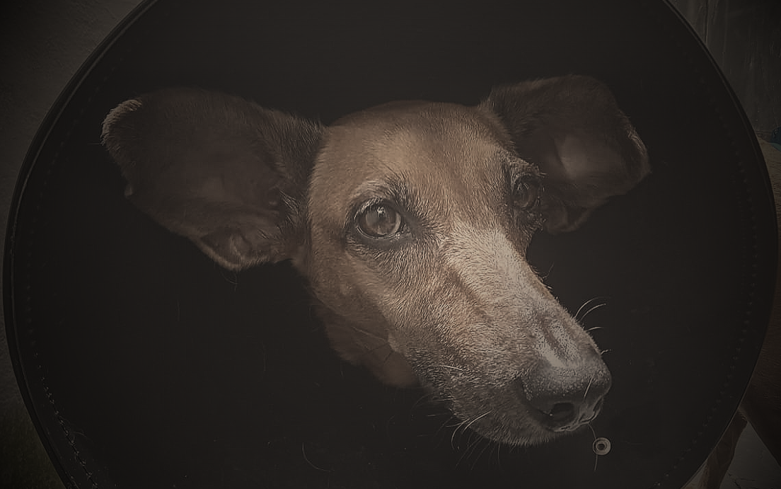 Satellite  Margot [EN/PT]