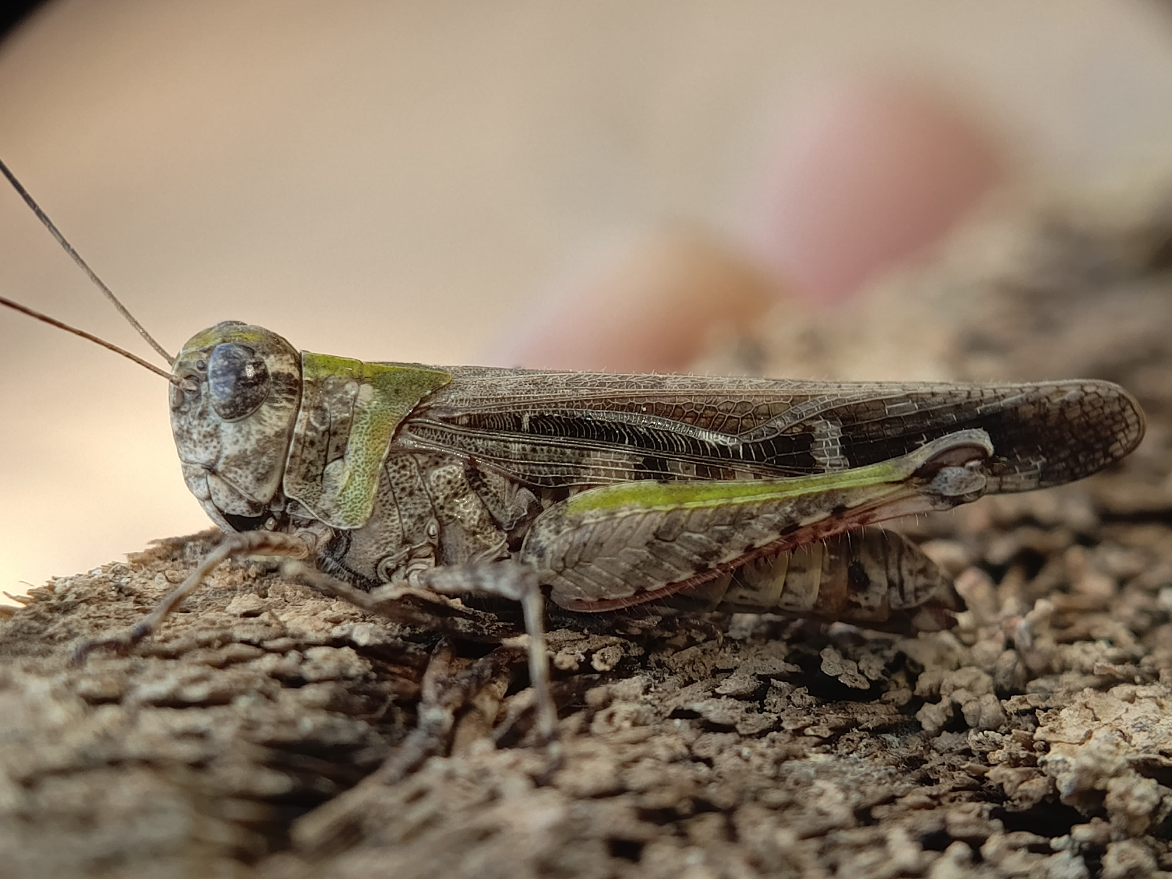 Subfamily Oedipodinae