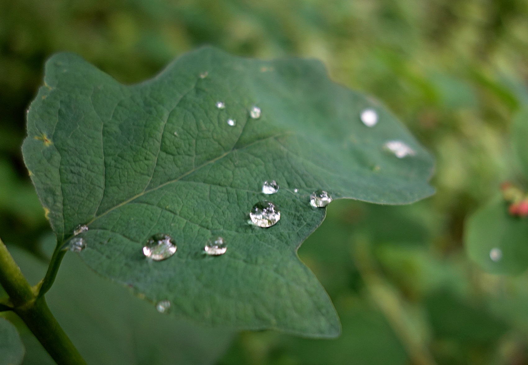 PhotoFeed Contest - Macro Photography Round 149. Украшение на листьях - Decoration on leaves