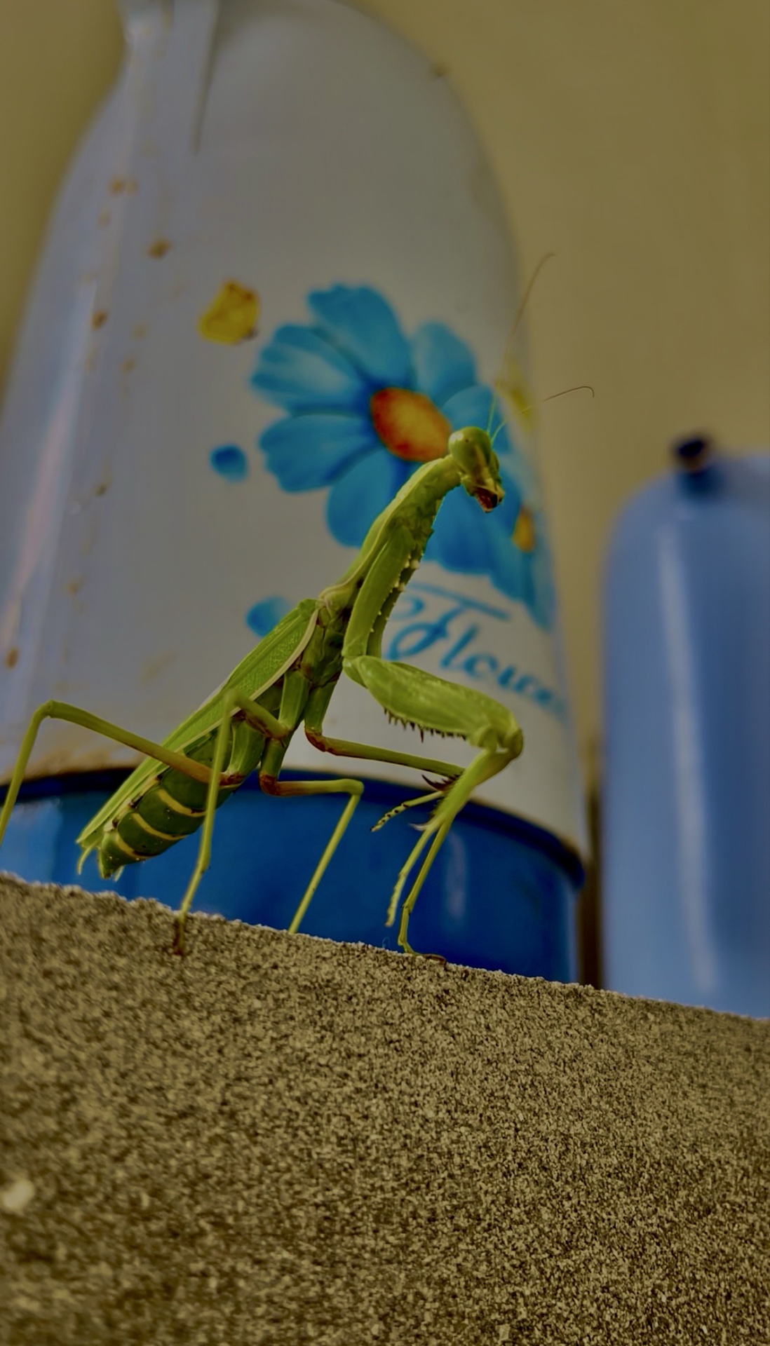 Randomly click SMALL ANIMAL 