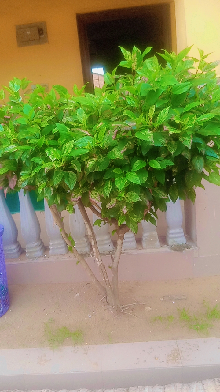 Colours of life #5>> Green serenity.