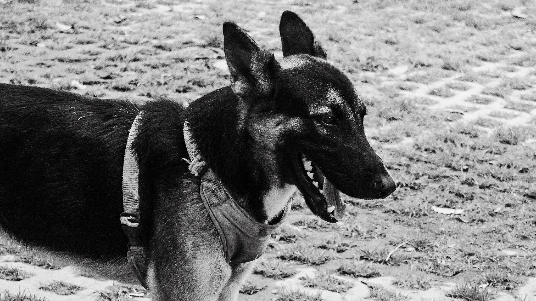 Monomad: A police dog [Eng/Esp]