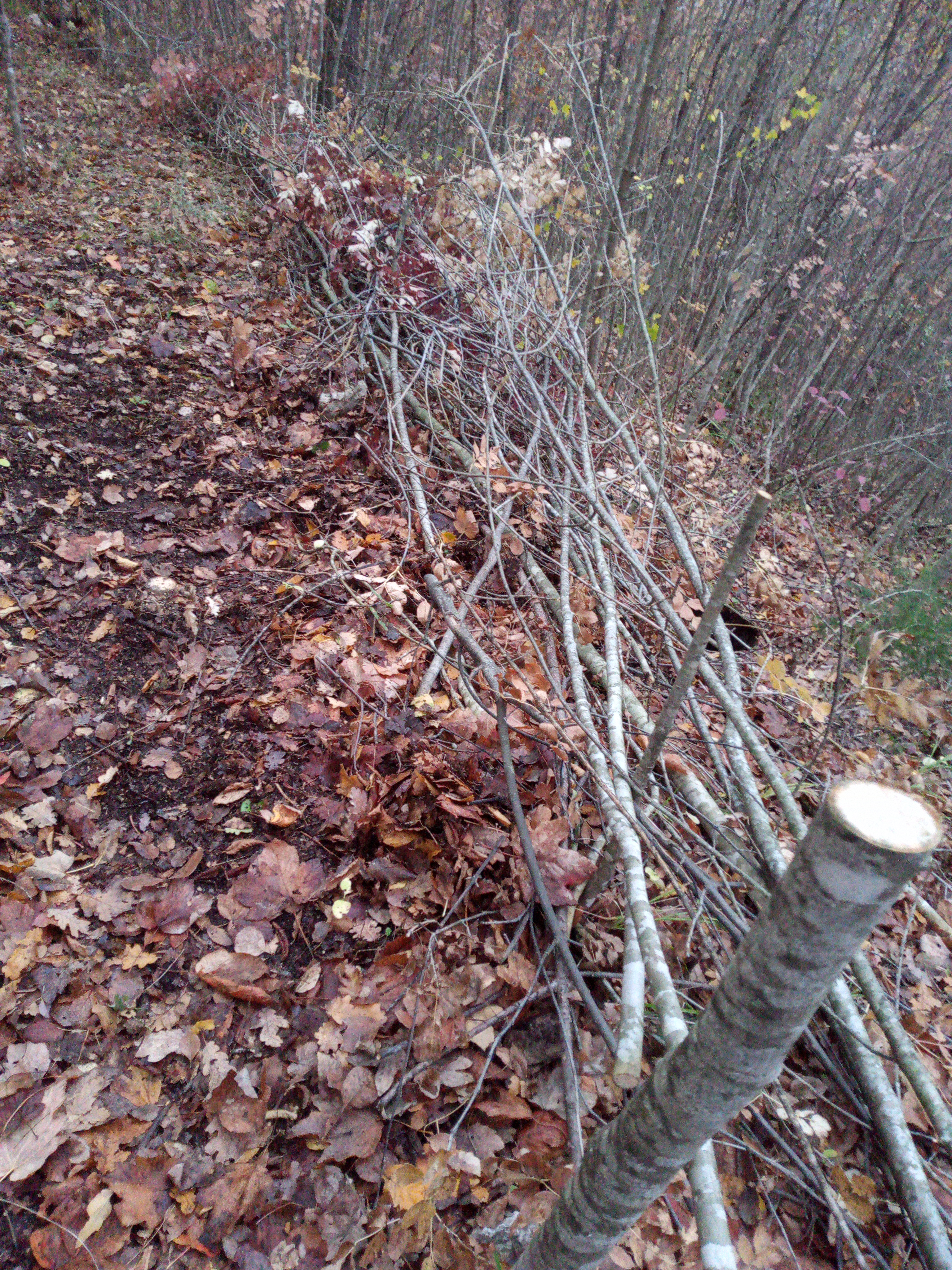 Clearing Paths & Fixing Leaks