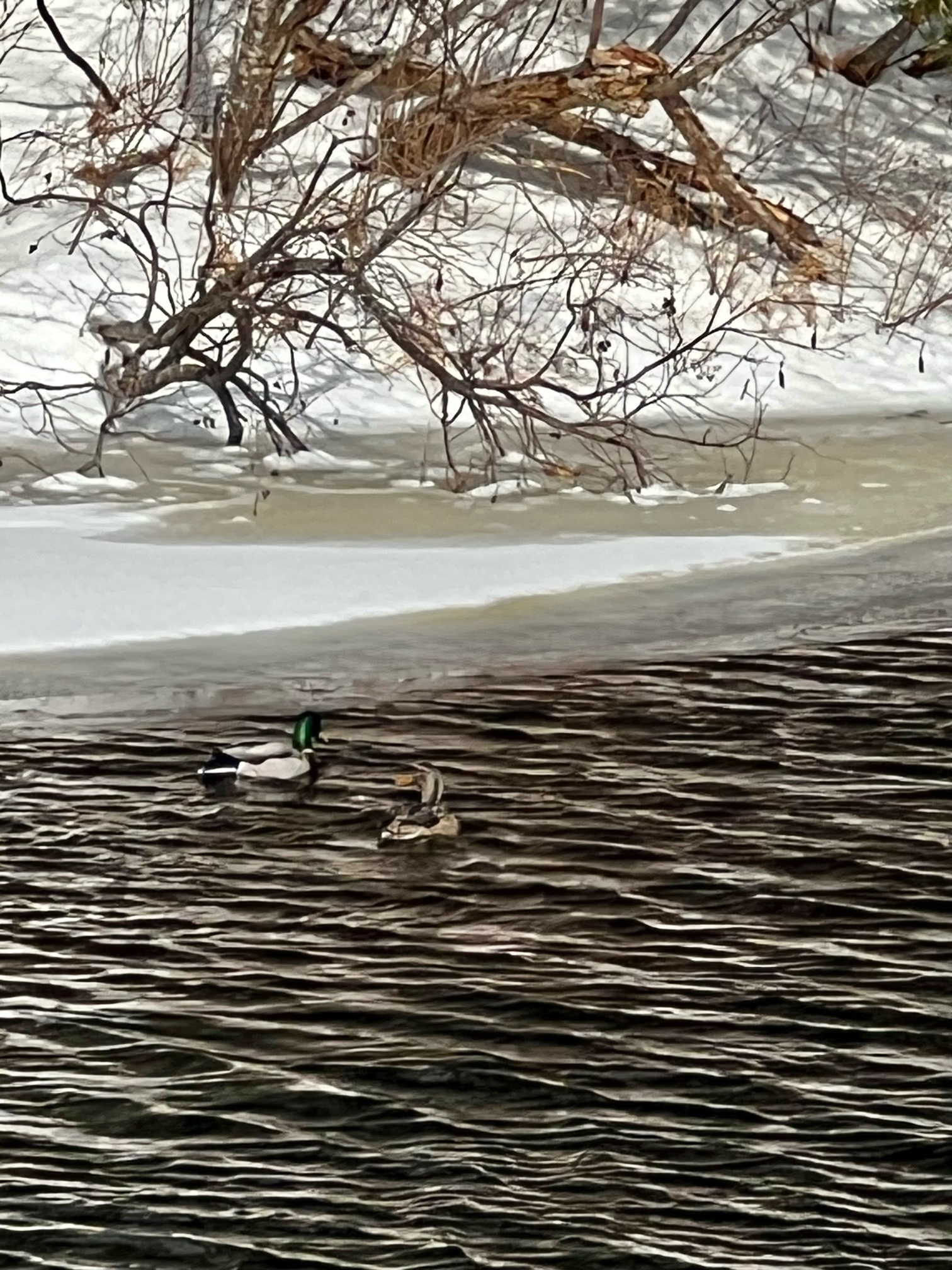 Mallard Duck is Here Again! マガモが帰ってきました！[English and Japanese]