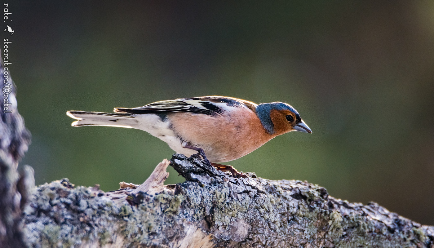 Лесные птицы свердловской области фото с названиями