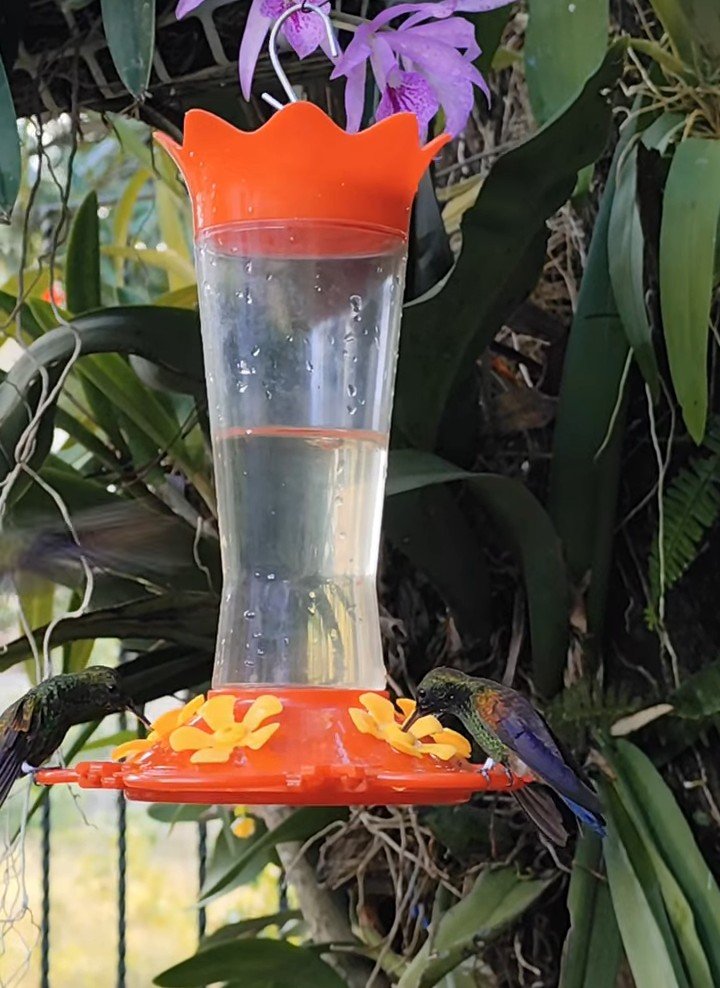 Feathered Friends - Show Me A Photo Contest Round -261 SMaP