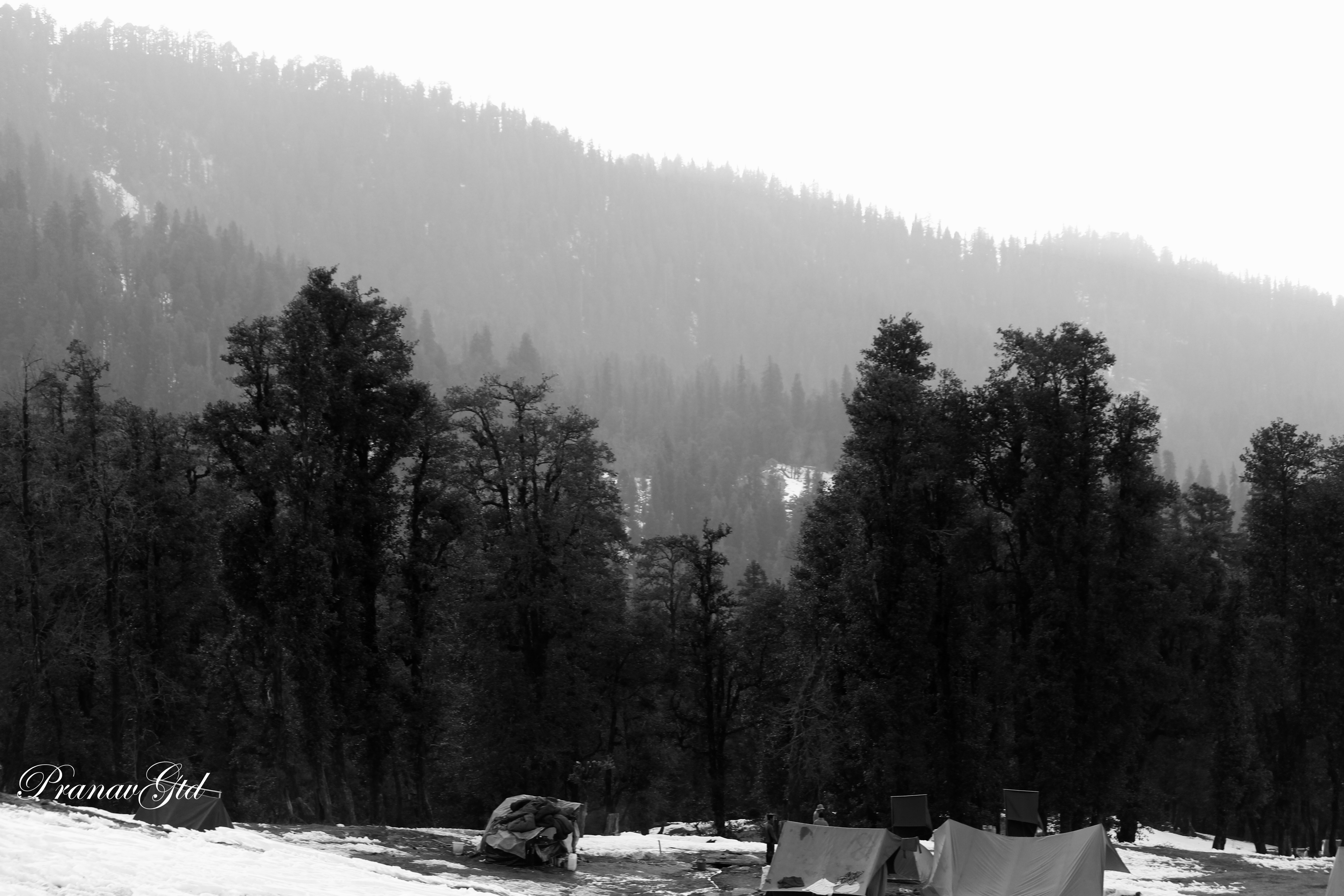 MONOMAD FRIDAY "TREES"