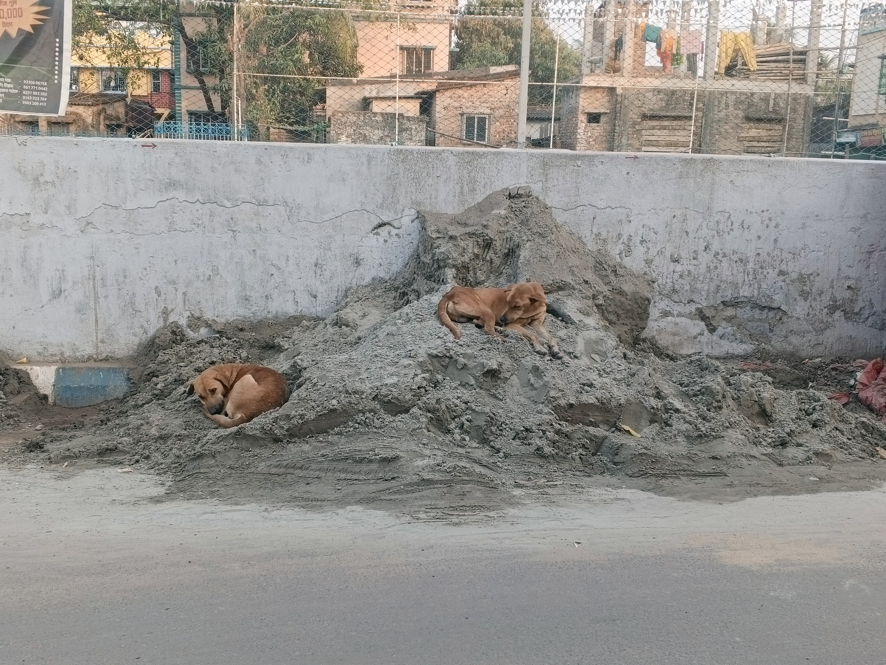 Street dog photo series