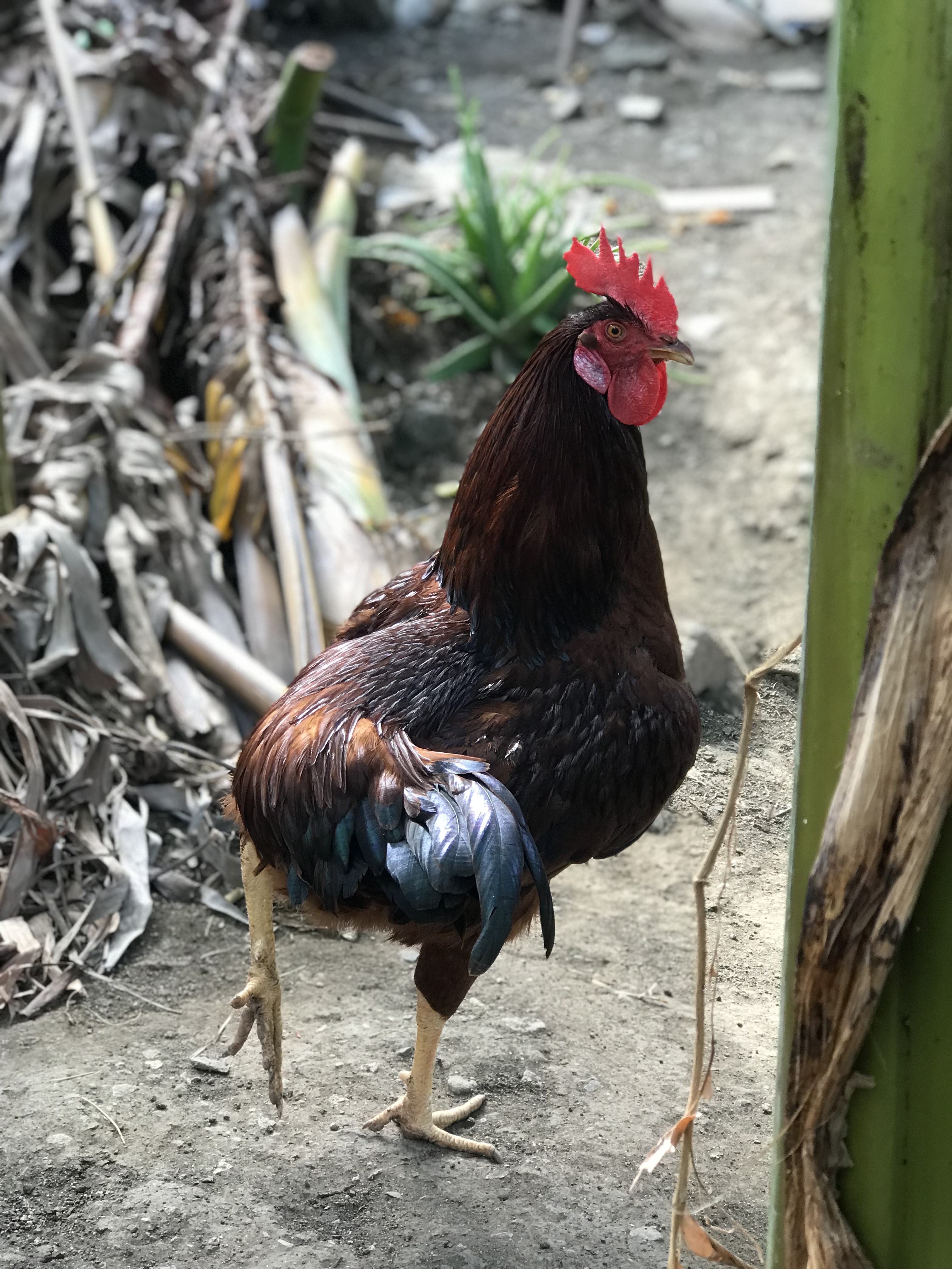 Mi gallo extraño